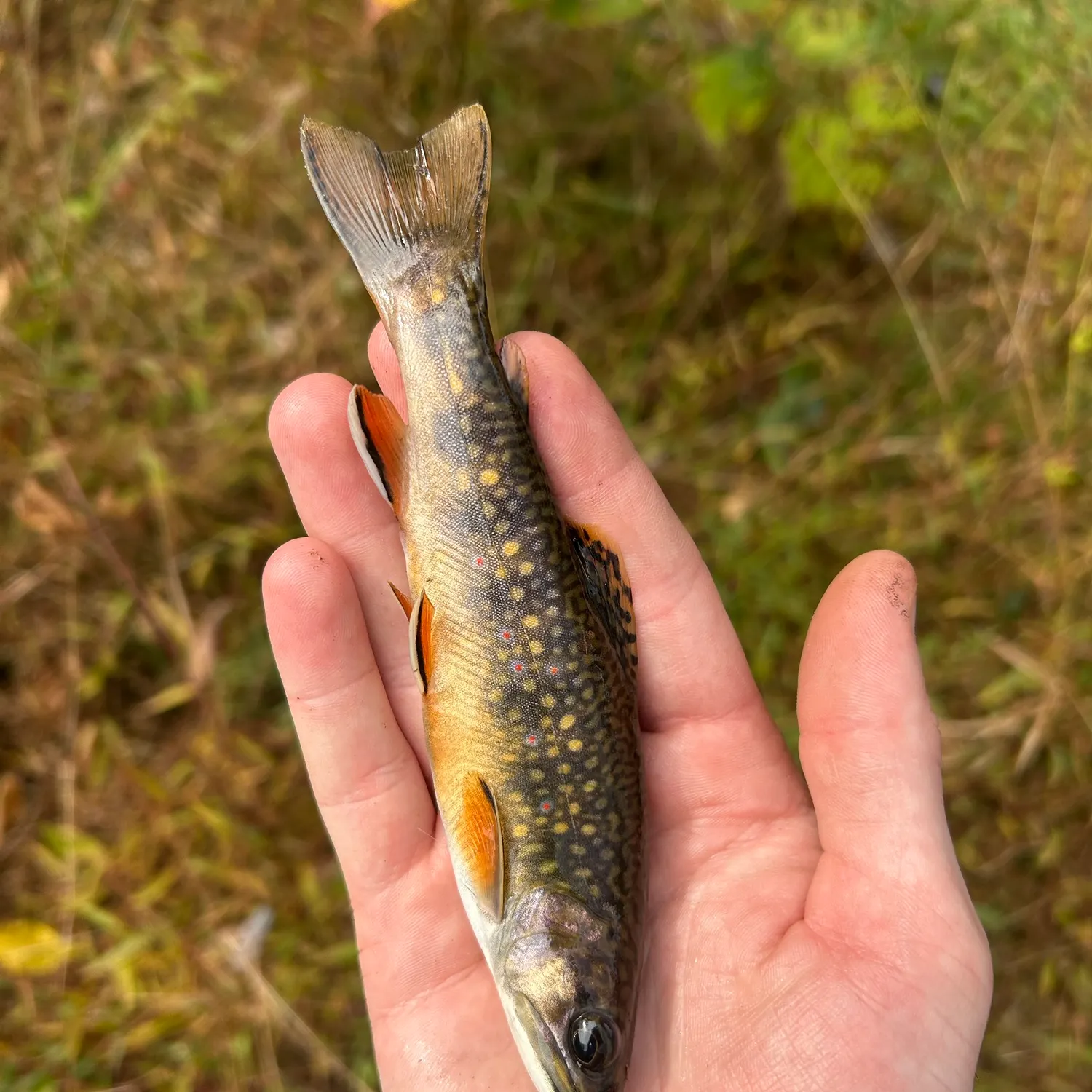Brook trout caught on Fishbrain