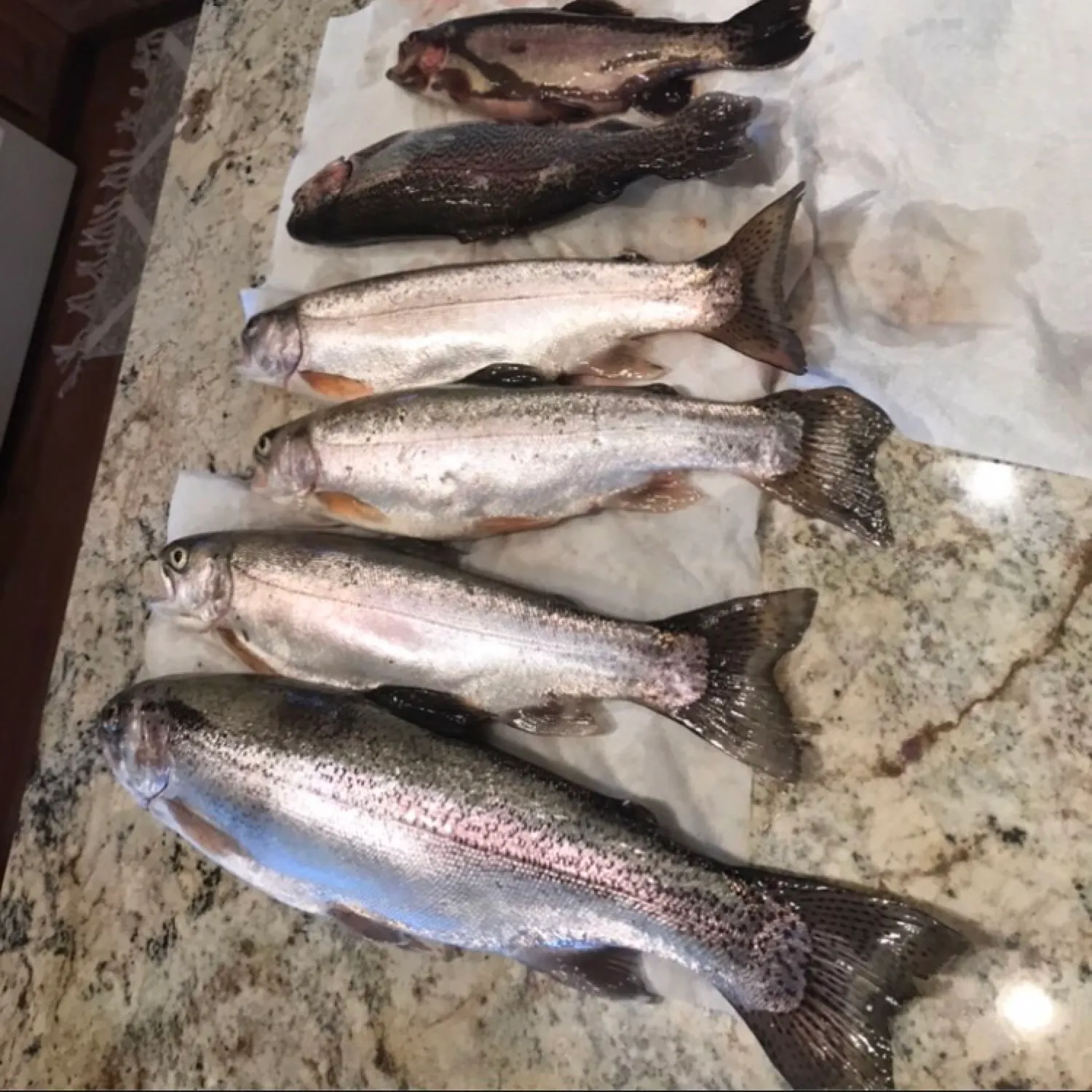 recently logged catches