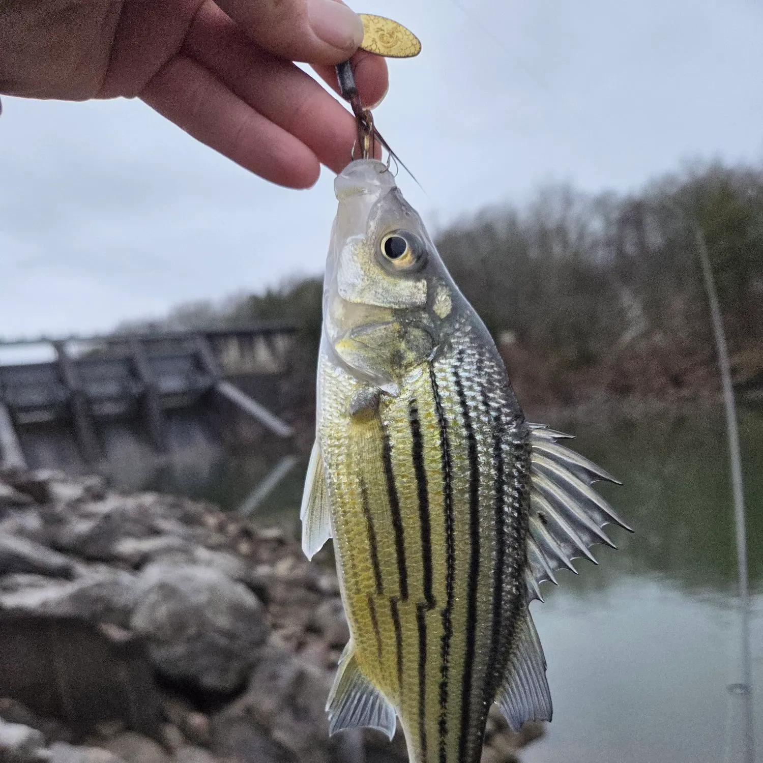 The most recent Yellow bass catches on Fishbrain