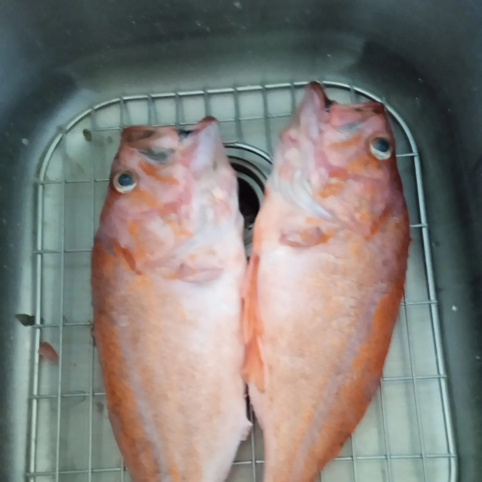 The most recent Quillback rockfish catches on Fishbrain