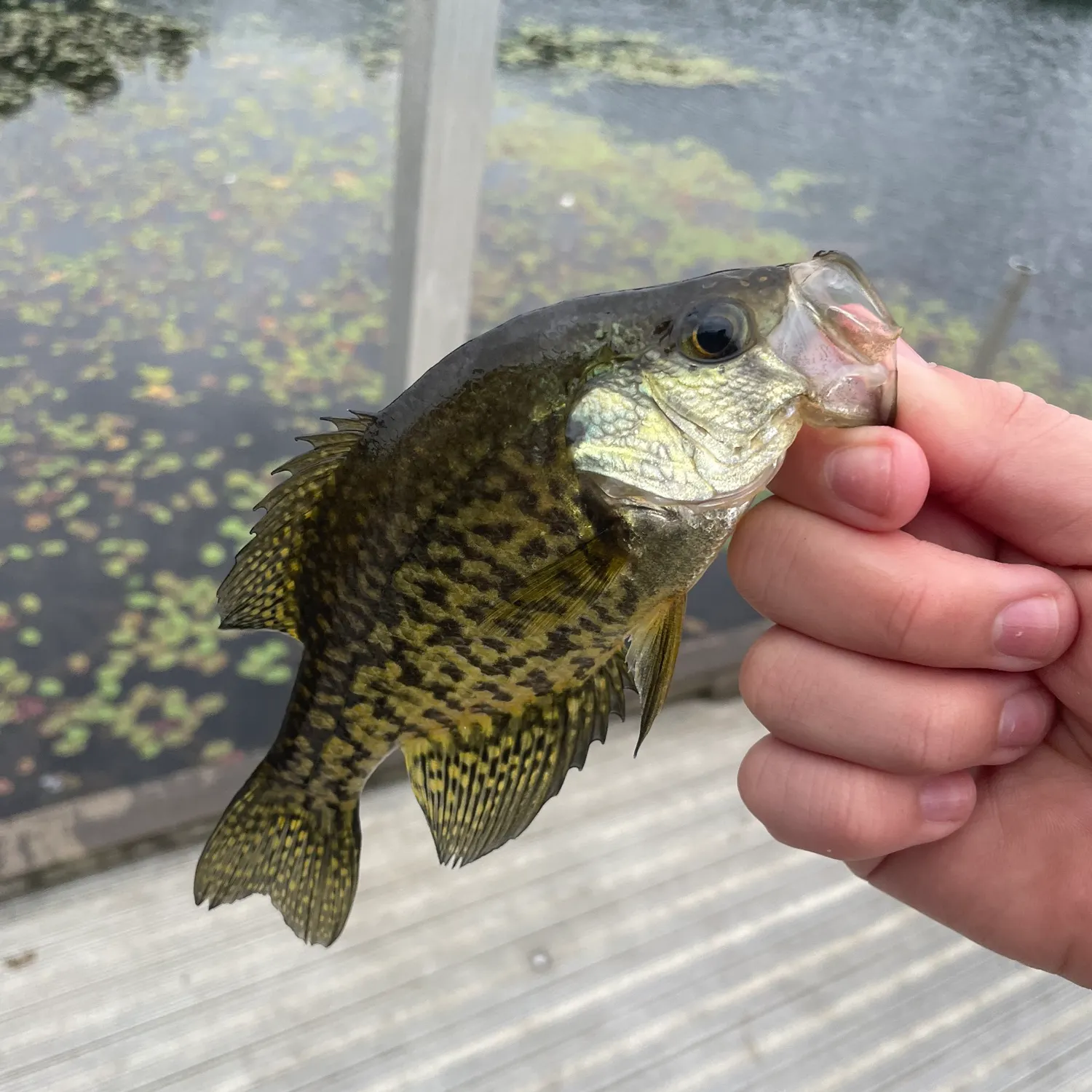 Black crappie caught on Fishbrain