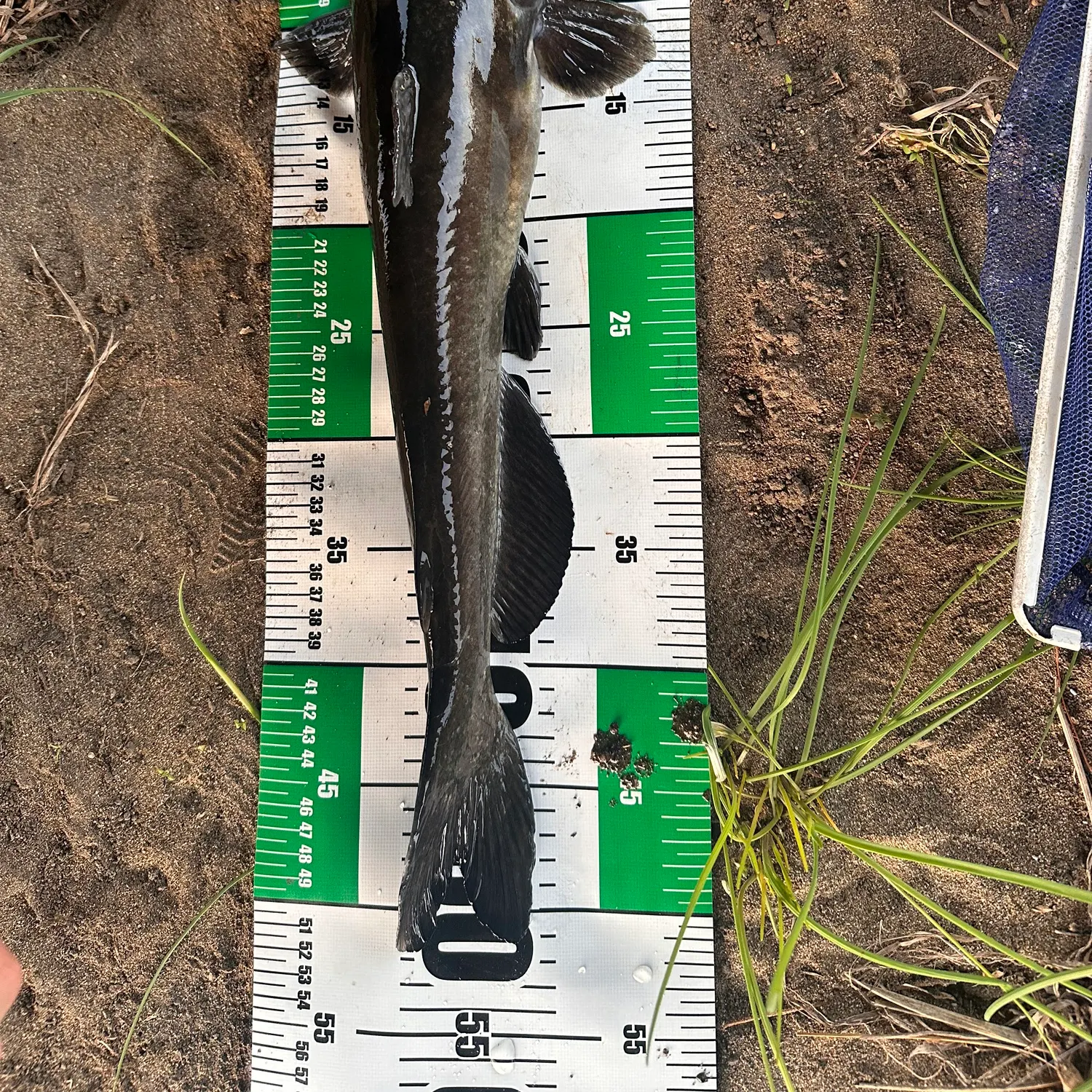 The most recent Amur catfish catches on Fishbrain