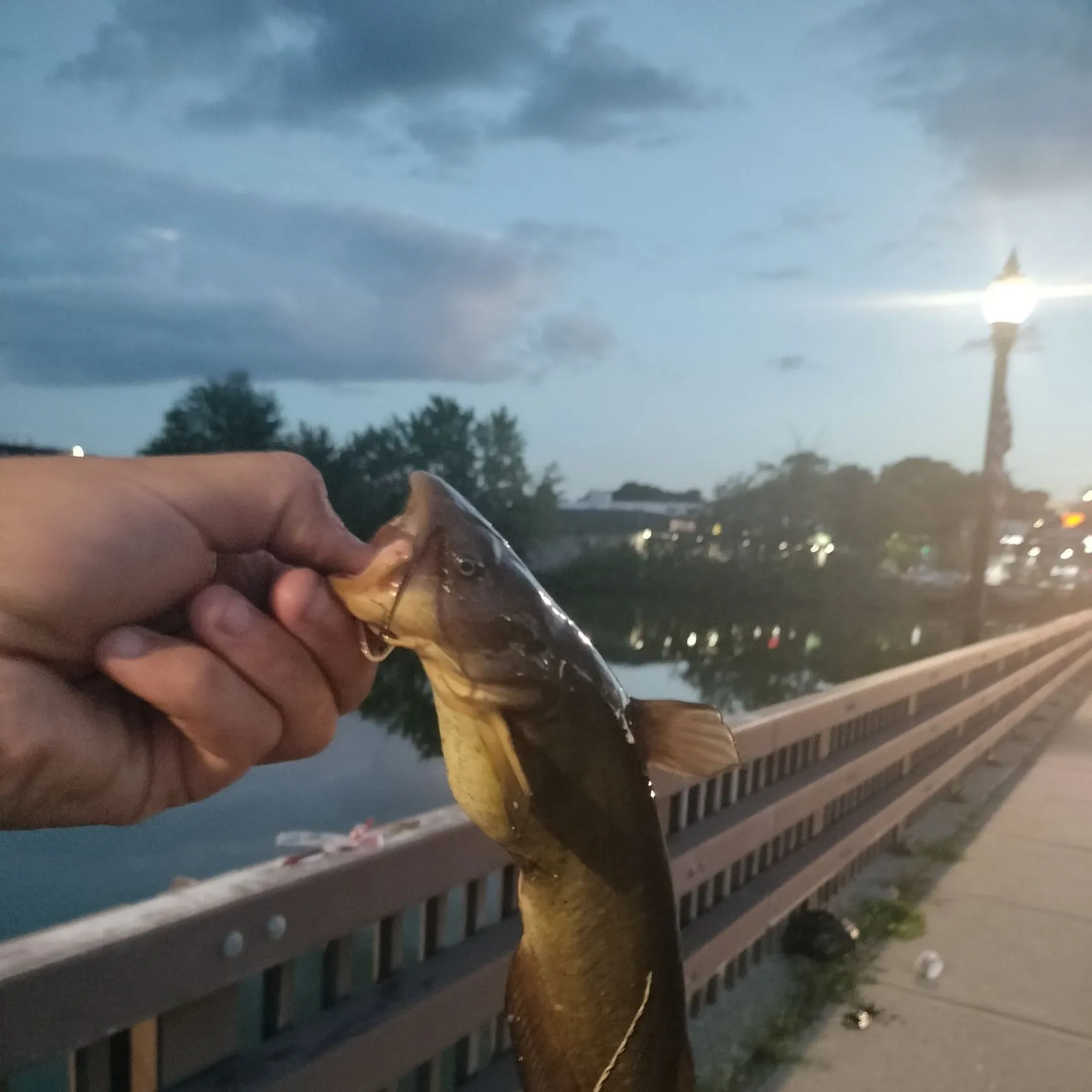 Yellow bullhead caught on Fishbrain