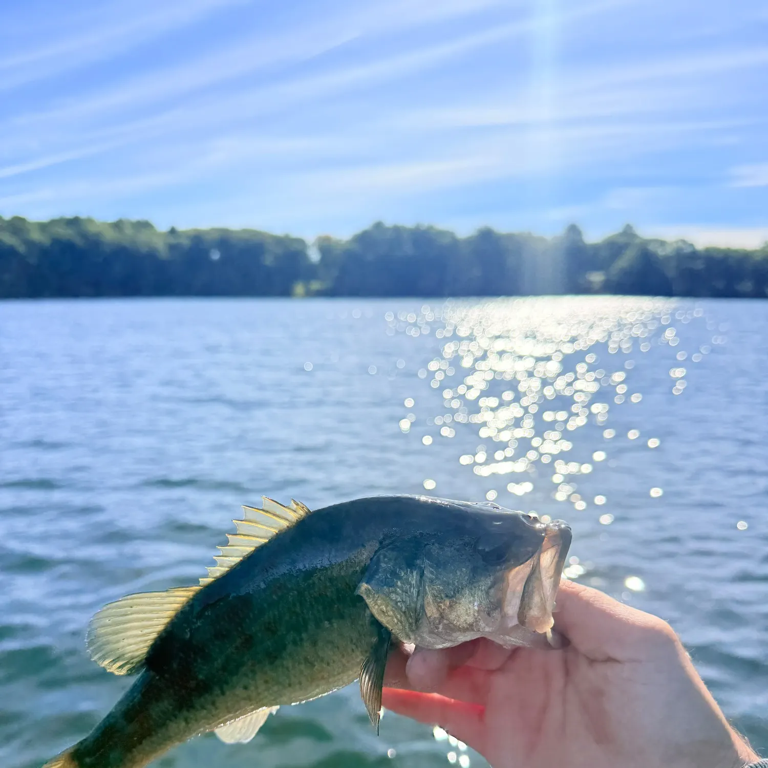 Largemouth bass caught on Fishbrain
