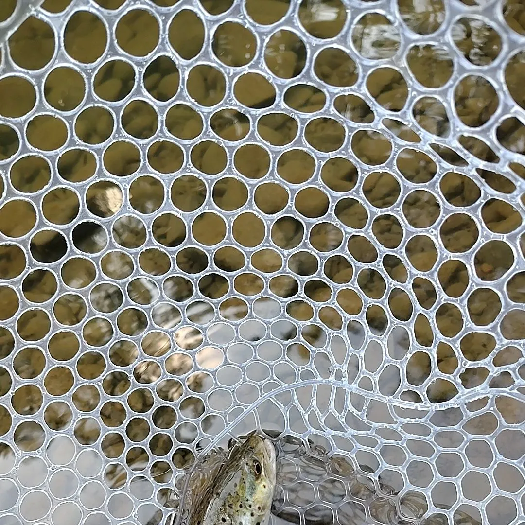 Brown trout caught on Fishbrain