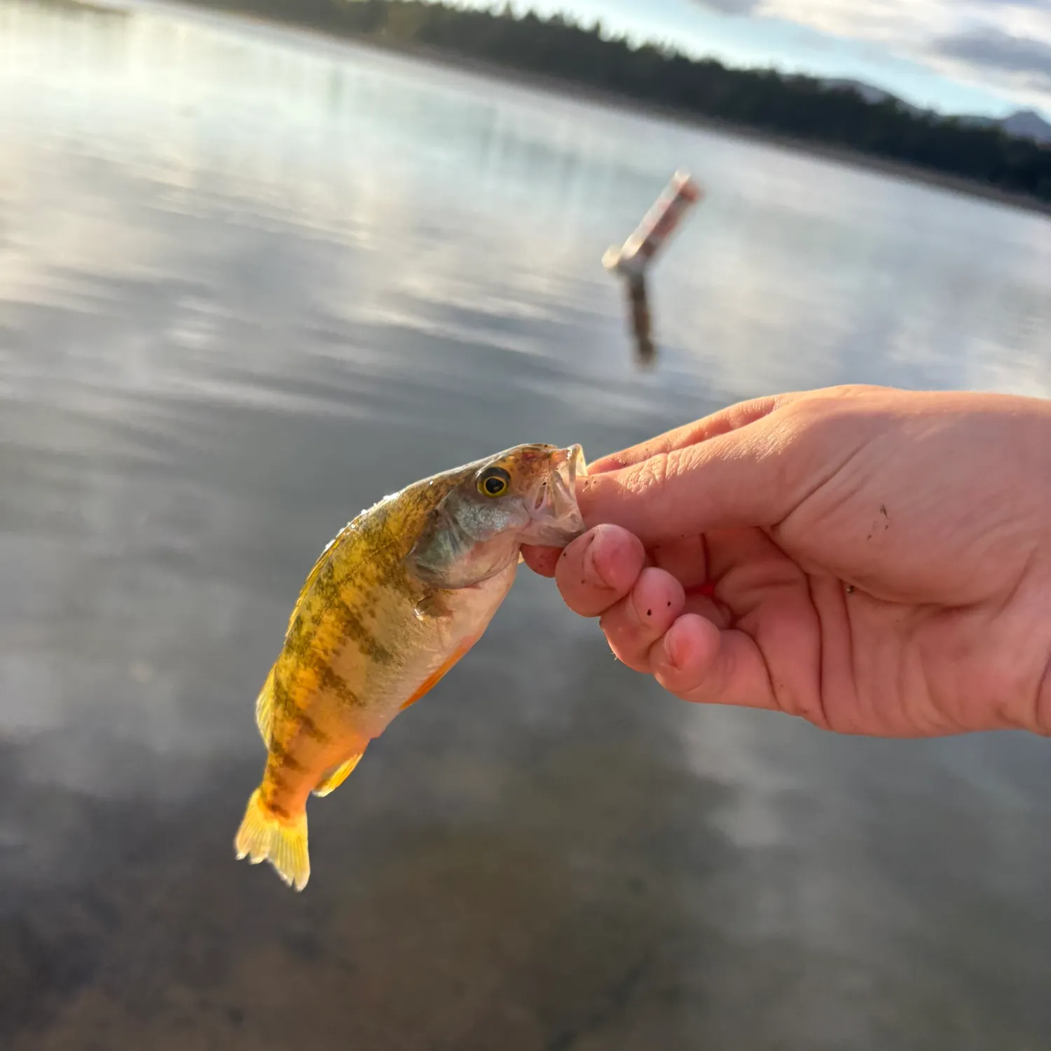 Yellow perch caught on Fishbrain