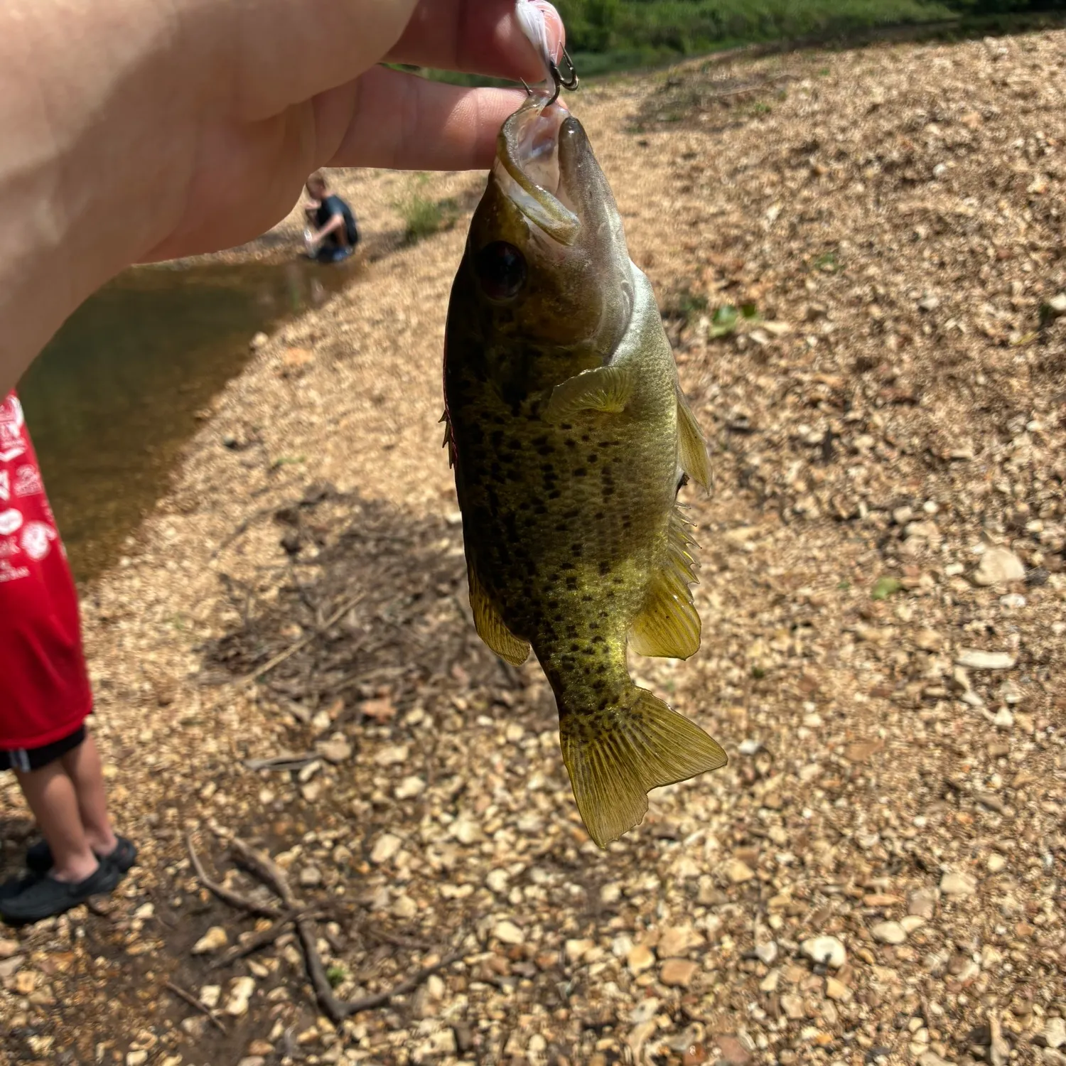 The most recent Ozark bass catches on Fishbrain