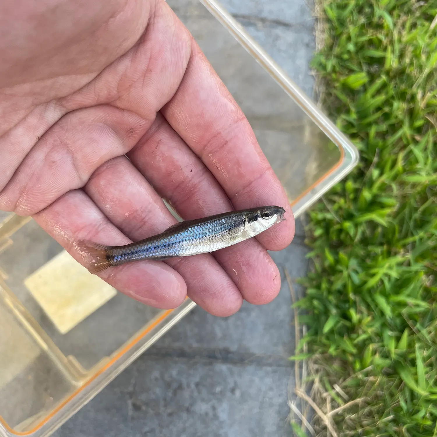 The most recent Bluntnose minnow catches on Fishbrain