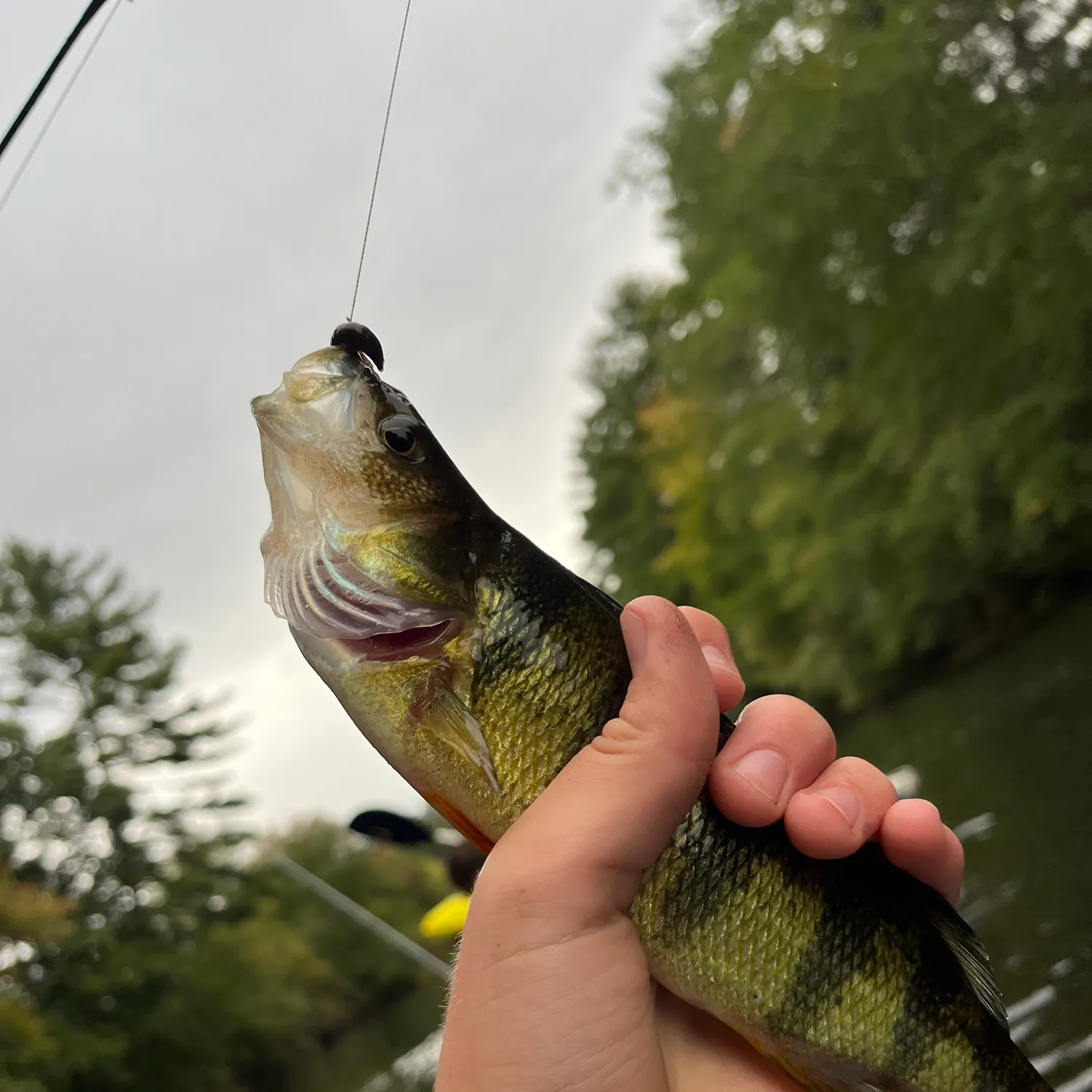 Yellow perch caught on Fishbrain