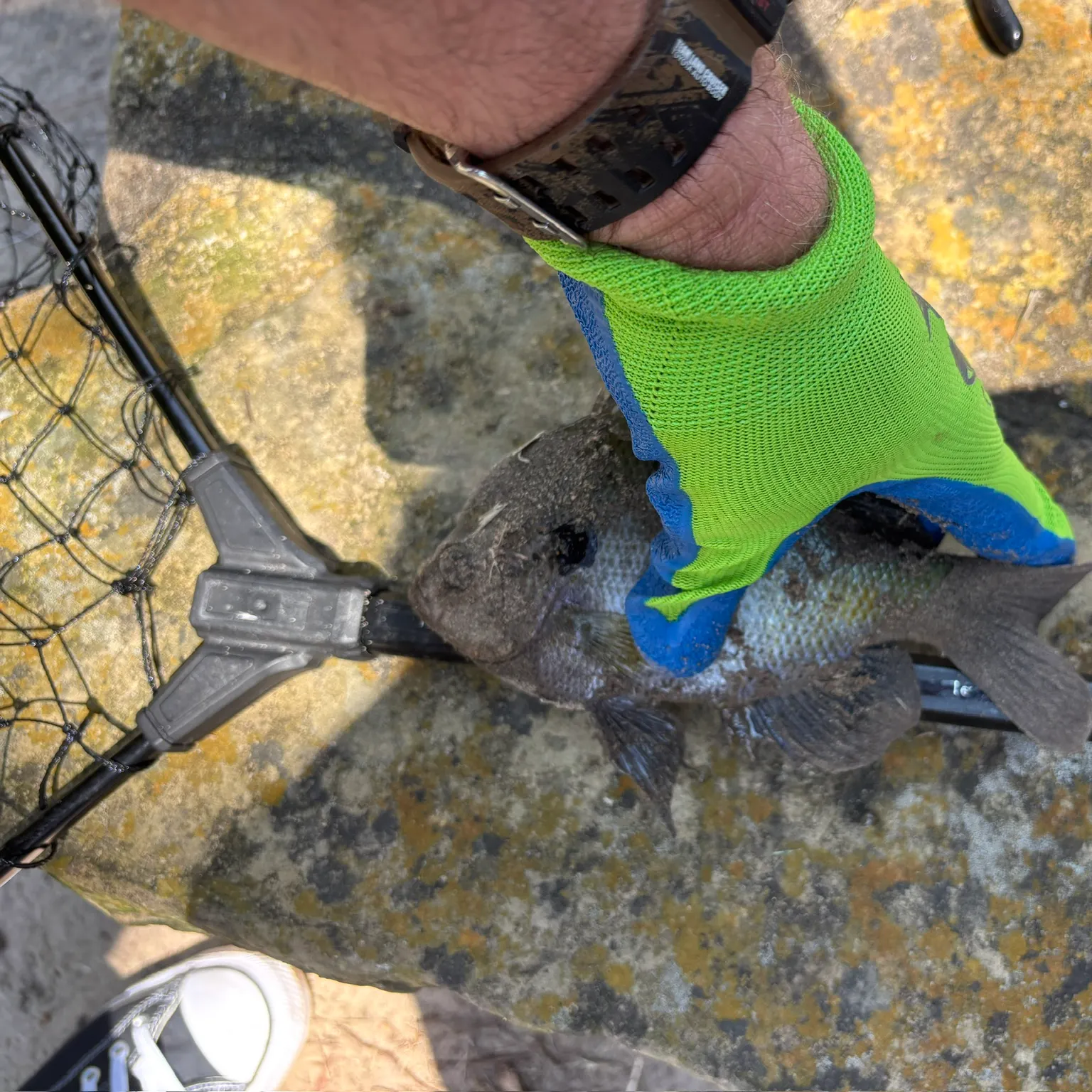 catch