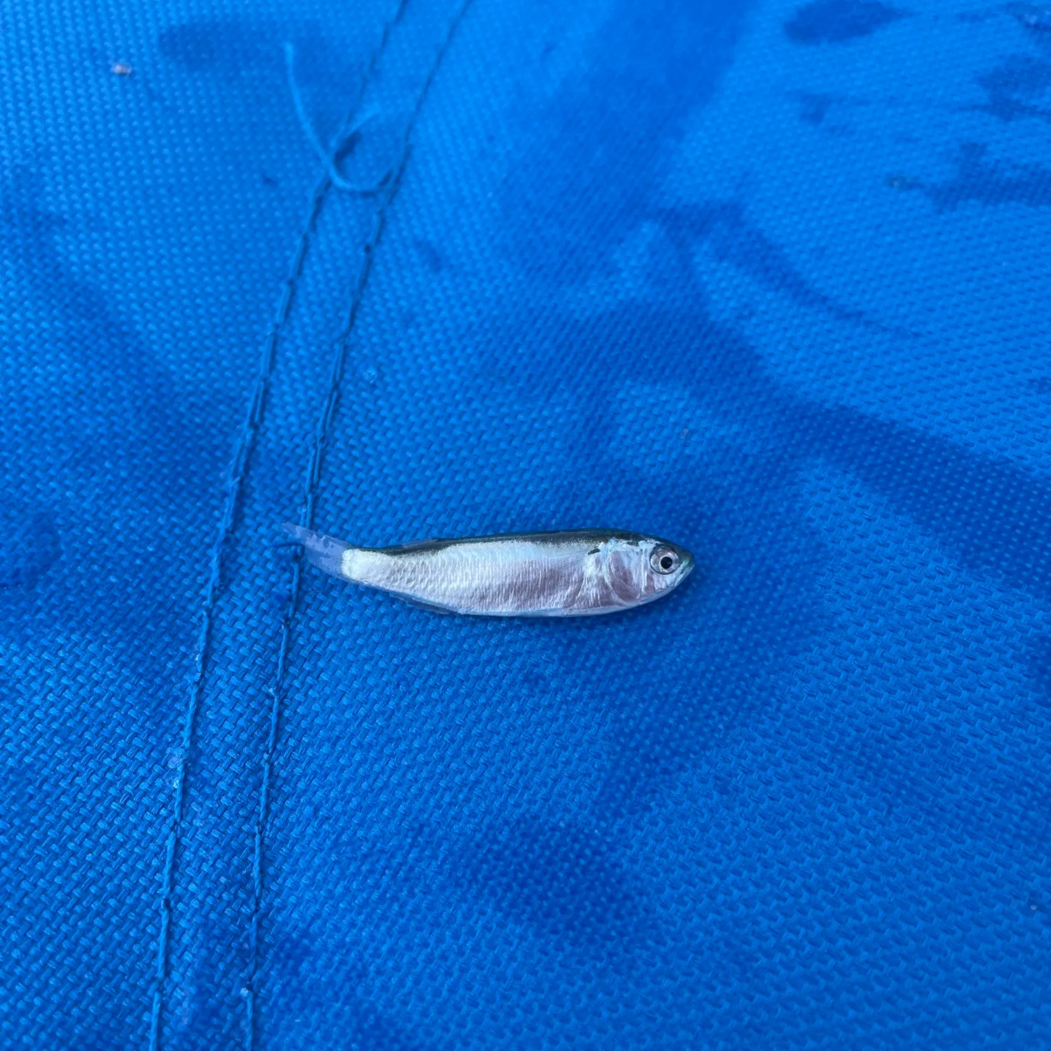 The most recent Inland silverside catches on Fishbrain