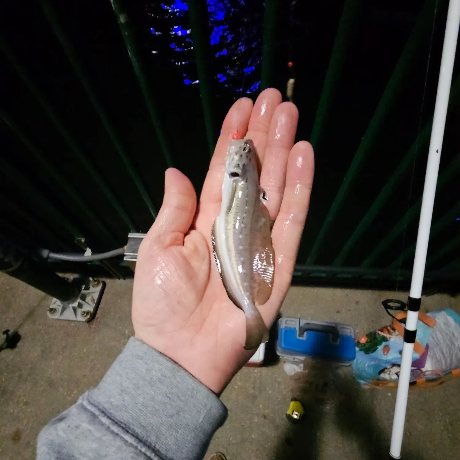 The most recent Spotted hake catches on Fishbrain