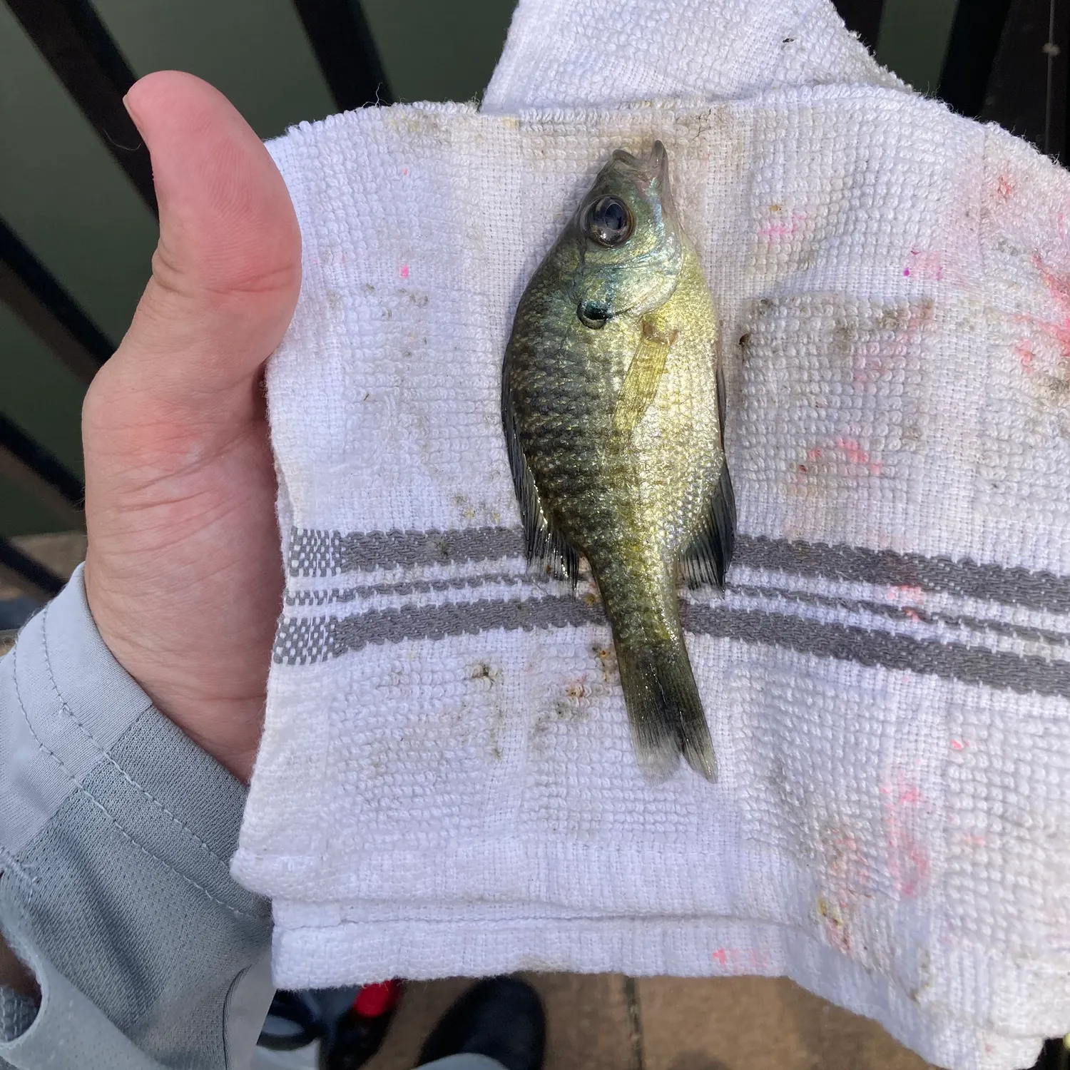 Bluegill caught on Fishbrain