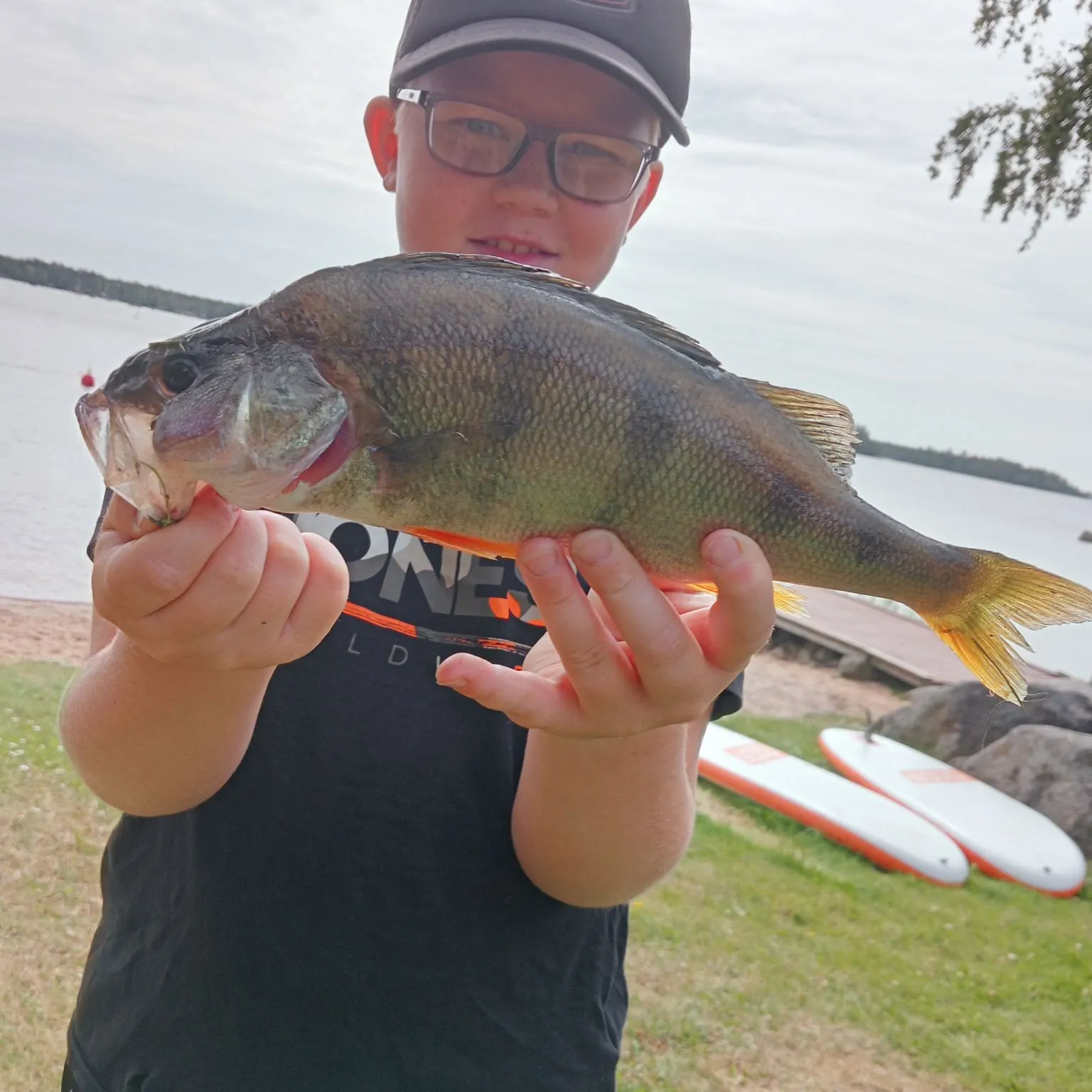 European perch caught on Fishbrain
