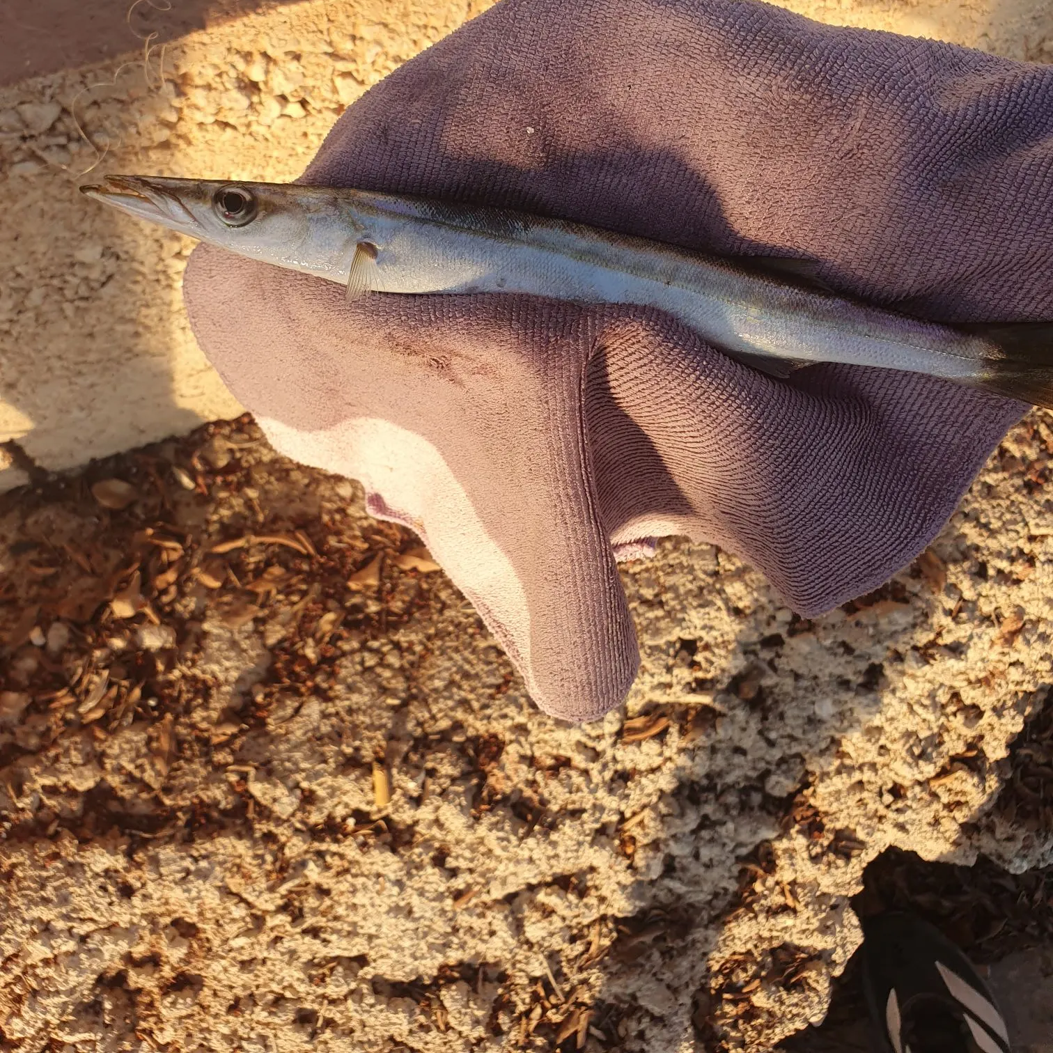 European barracuda caught on Fishbrain