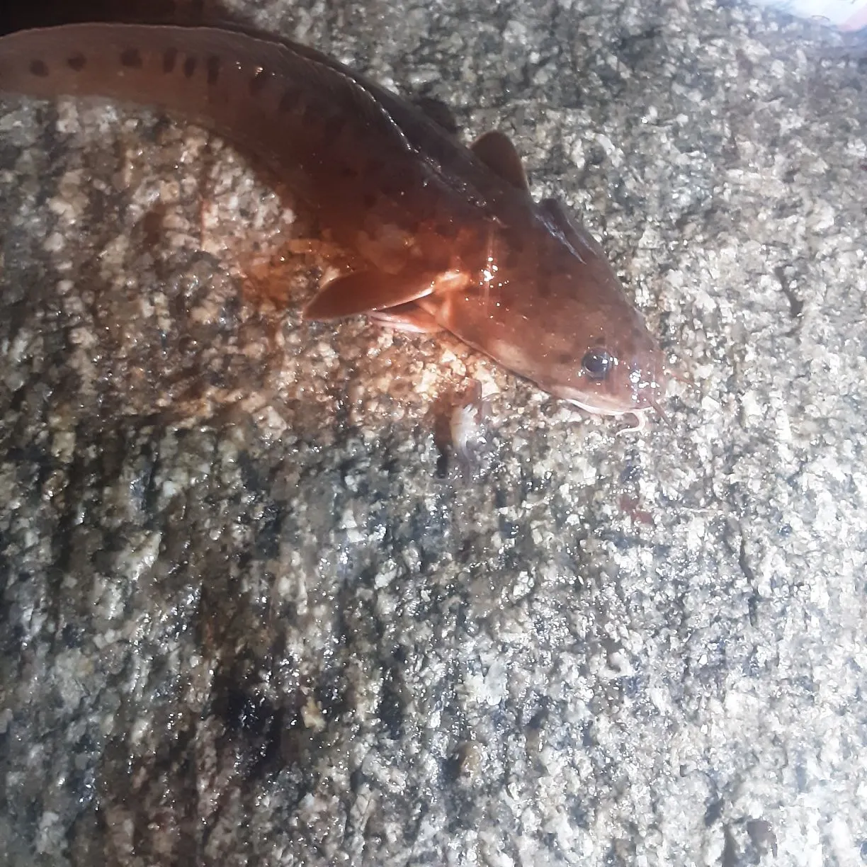 The most recent Three-bearded rockling catches on Fishbrain