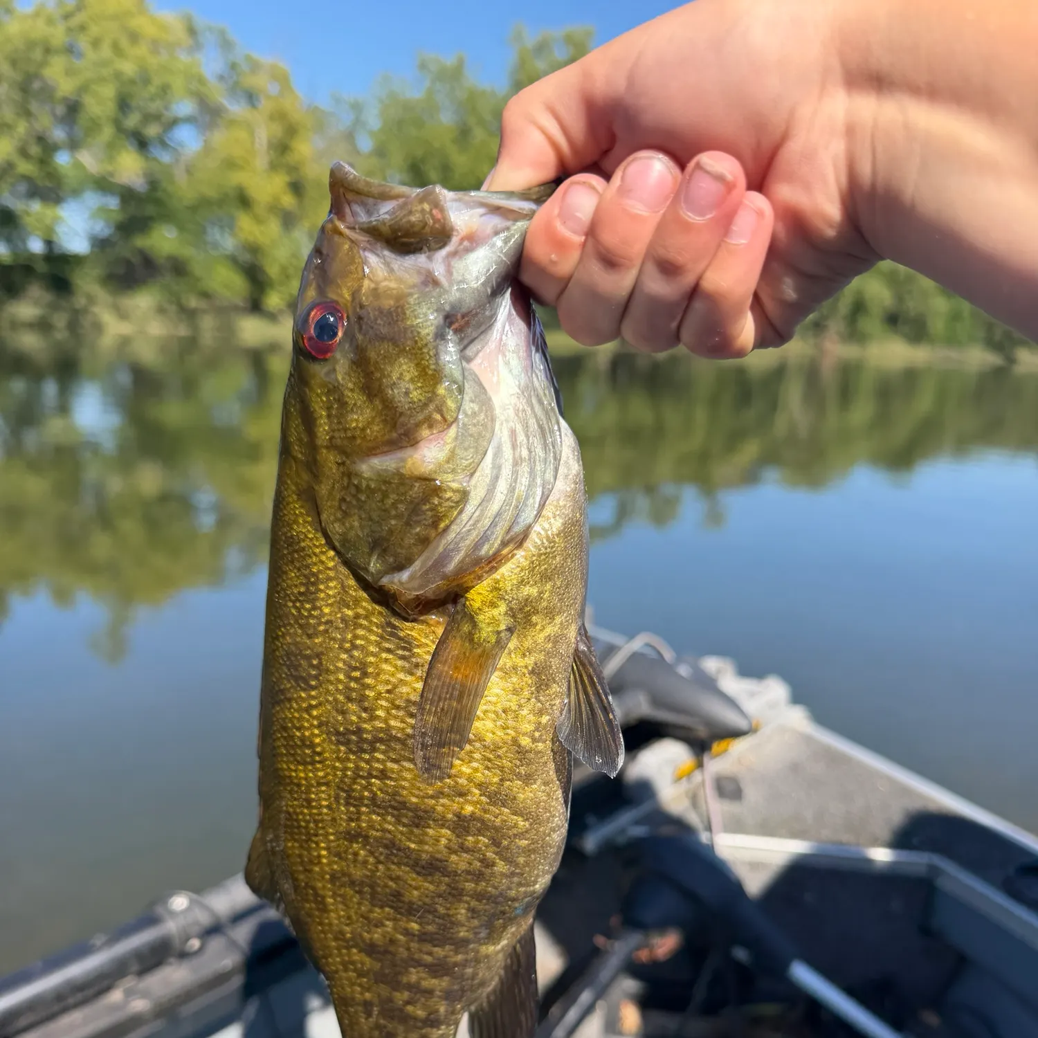Smallmouth bass caught on Fishbrain