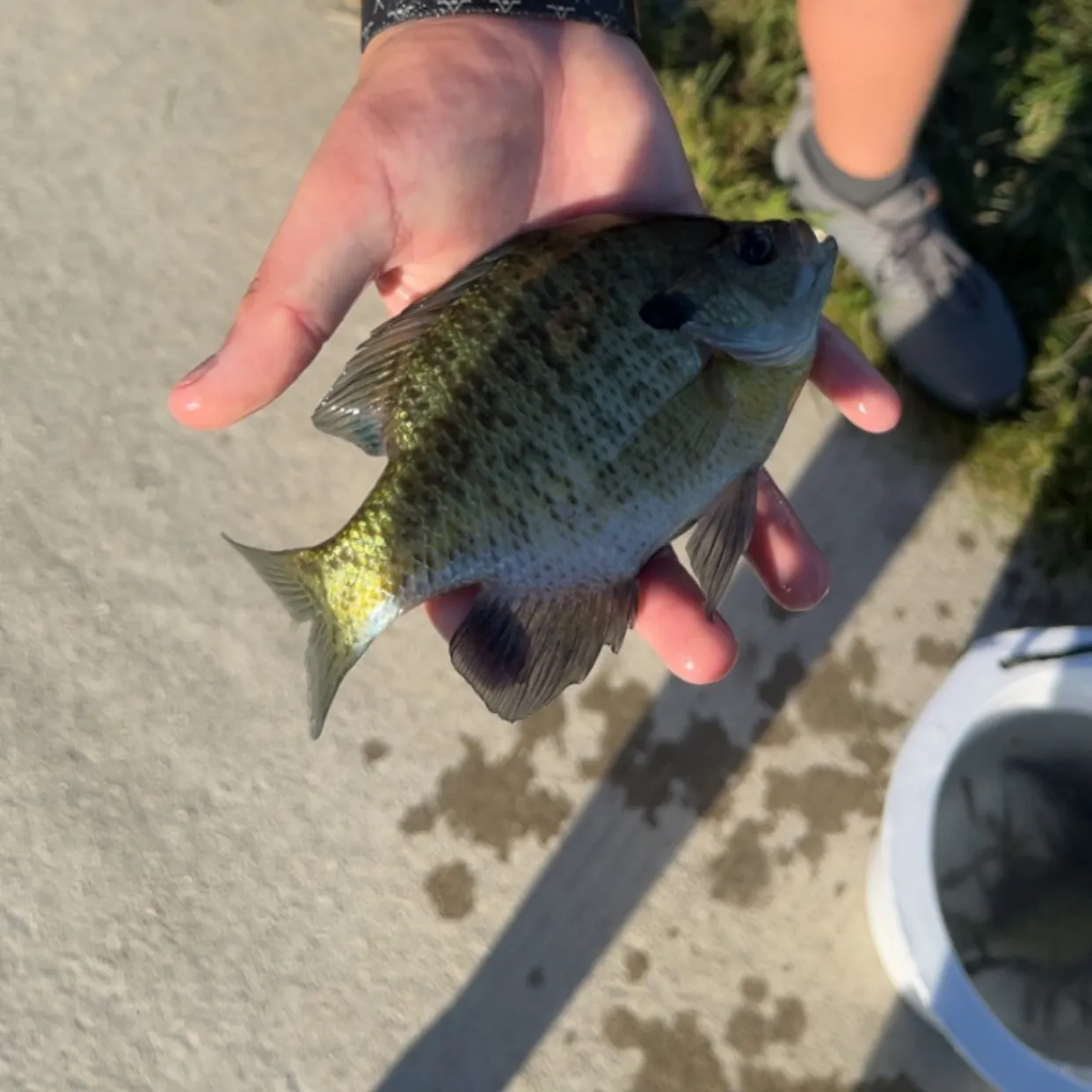 Fish caught on Fishbrain