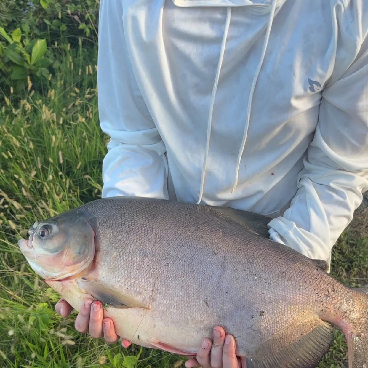 The most recent Black pacu catches on Fishbrain