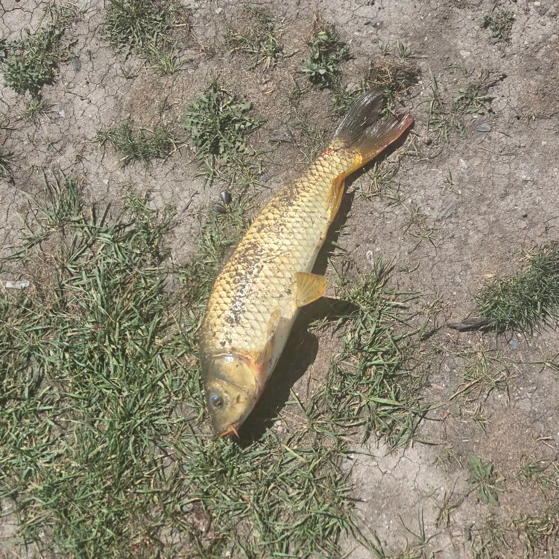 Common carp caught on Fishbrain