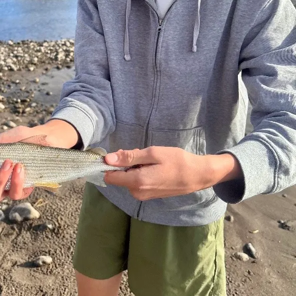 The most recent Mountain whitefish catches on Fishbrain