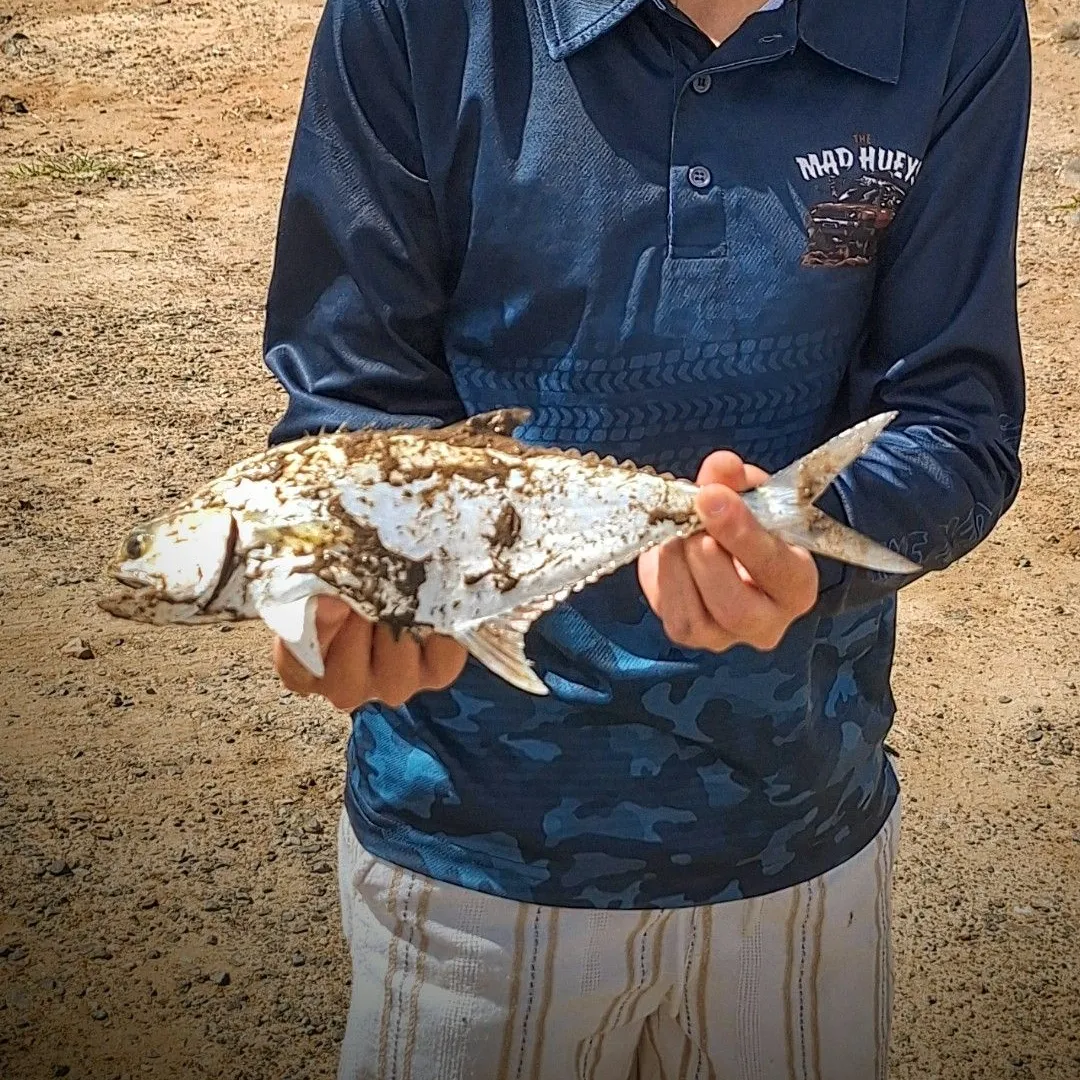The most recent Talang queenfish catches on Fishbrain