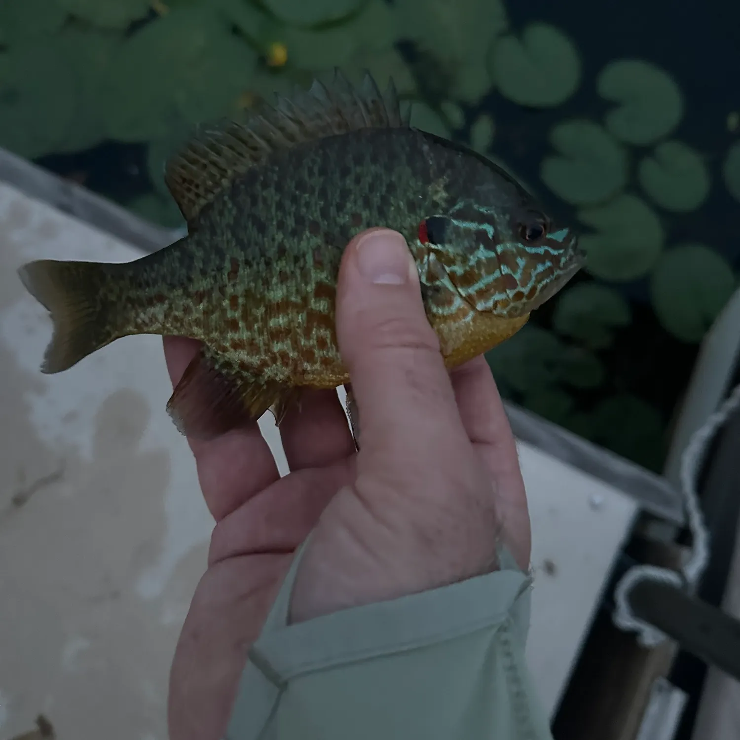 recently logged catches