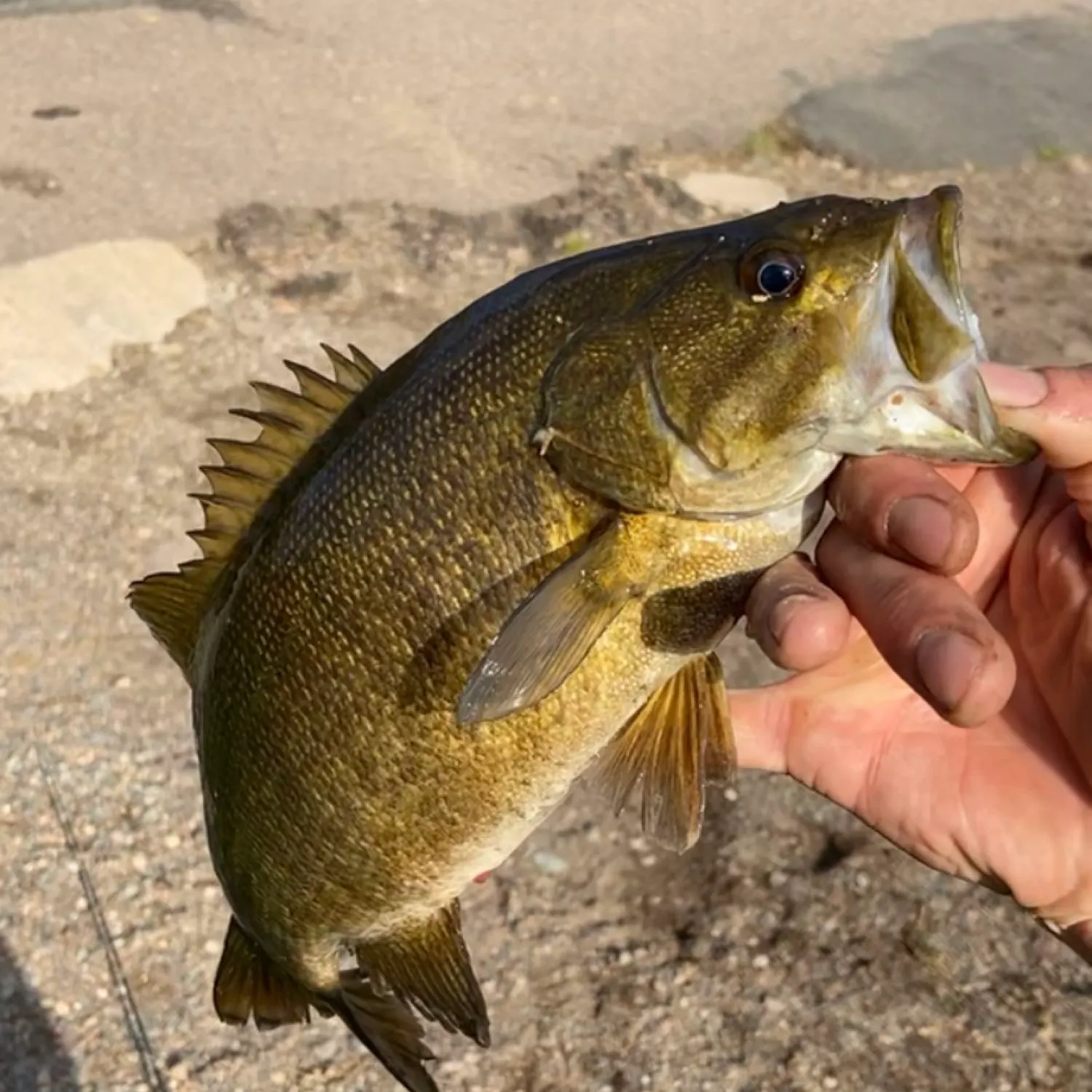 angler catch
