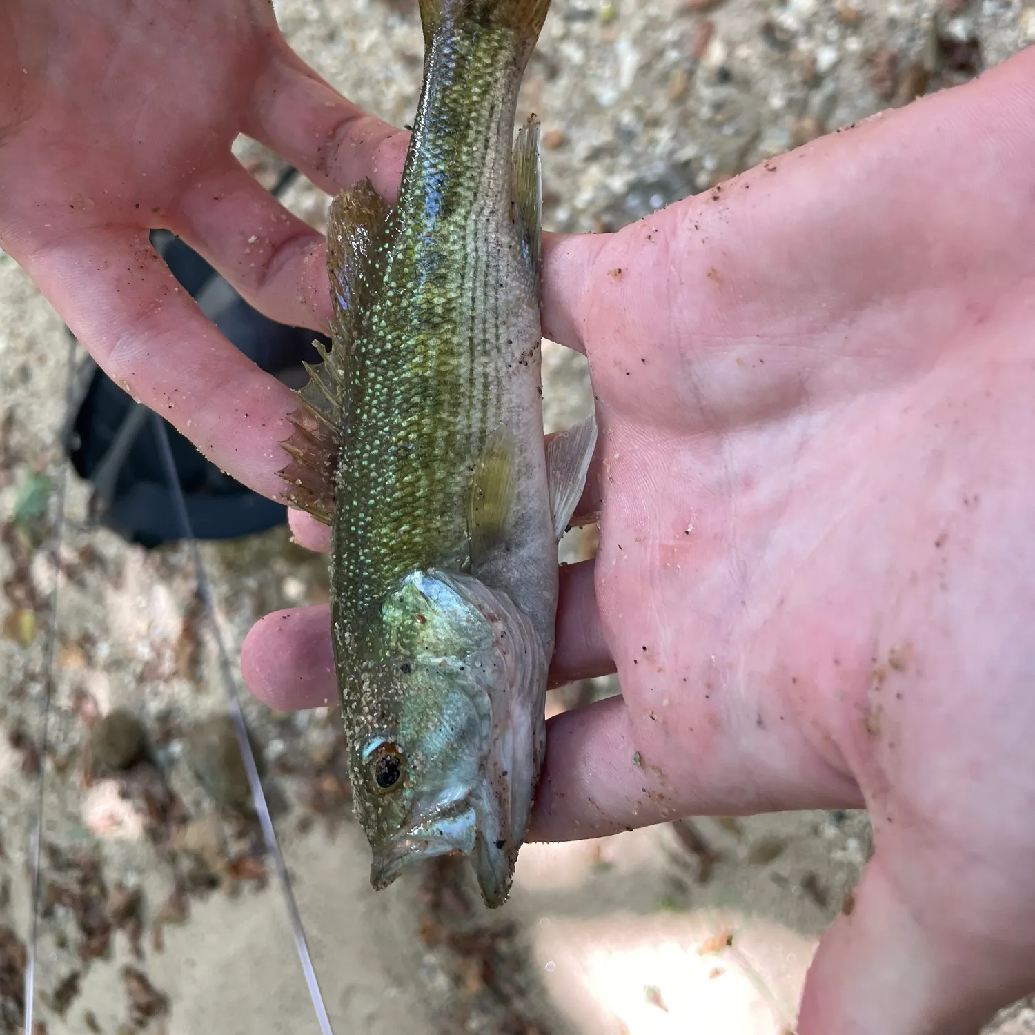 Tallapoosa bass caught on Fishbrain