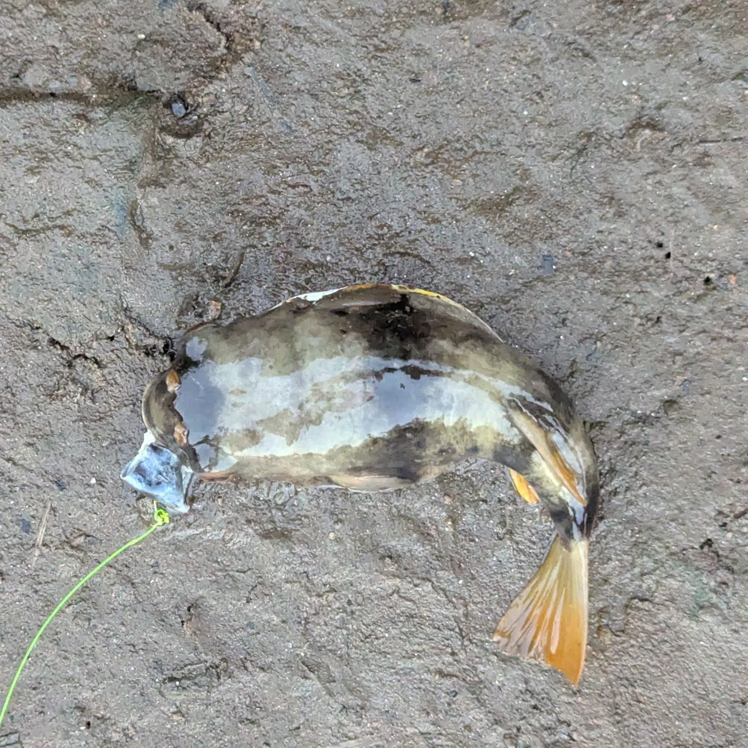 The most recent Smooth toadfish catches on Fishbrain