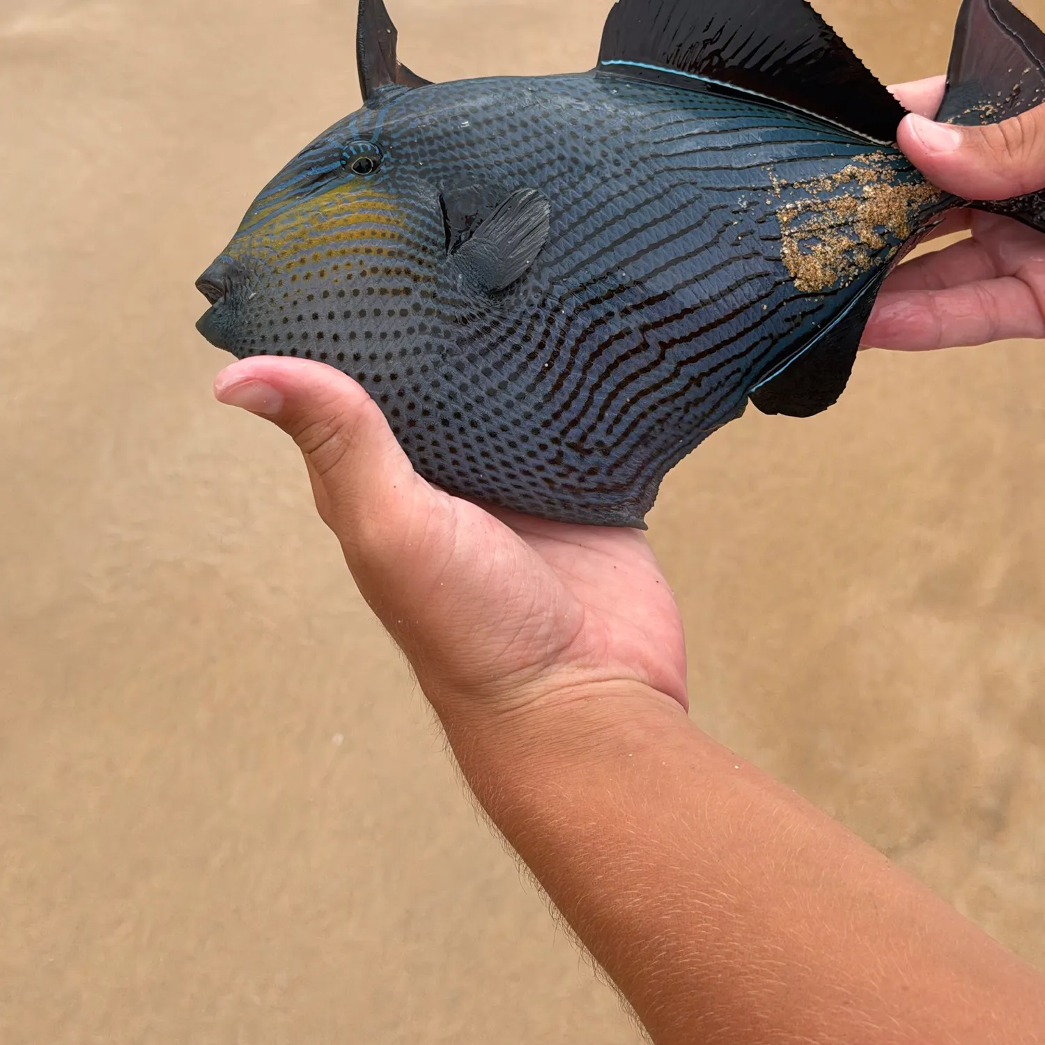 The most recent Black triggerfish catches on Fishbrain