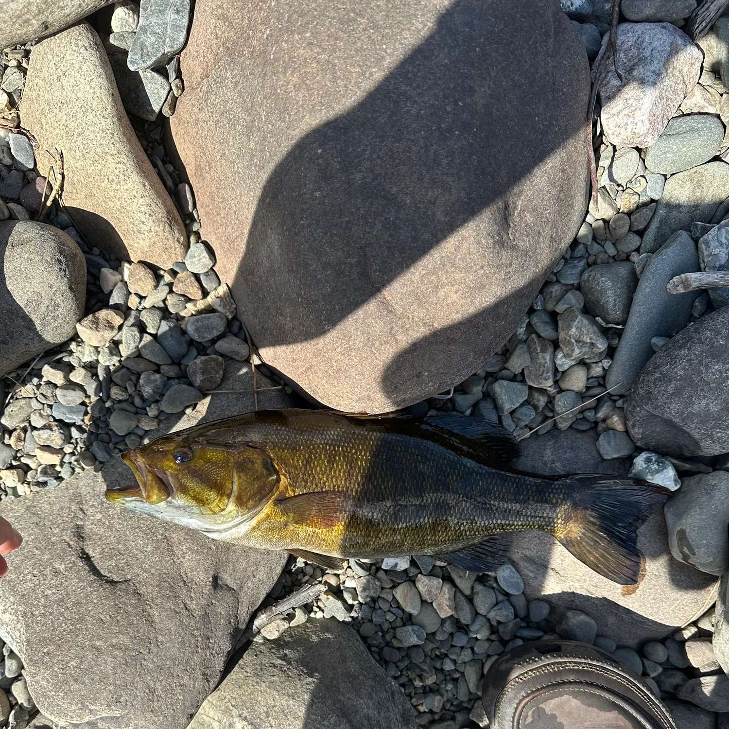 Smallmouth bass caught on Fishbrain