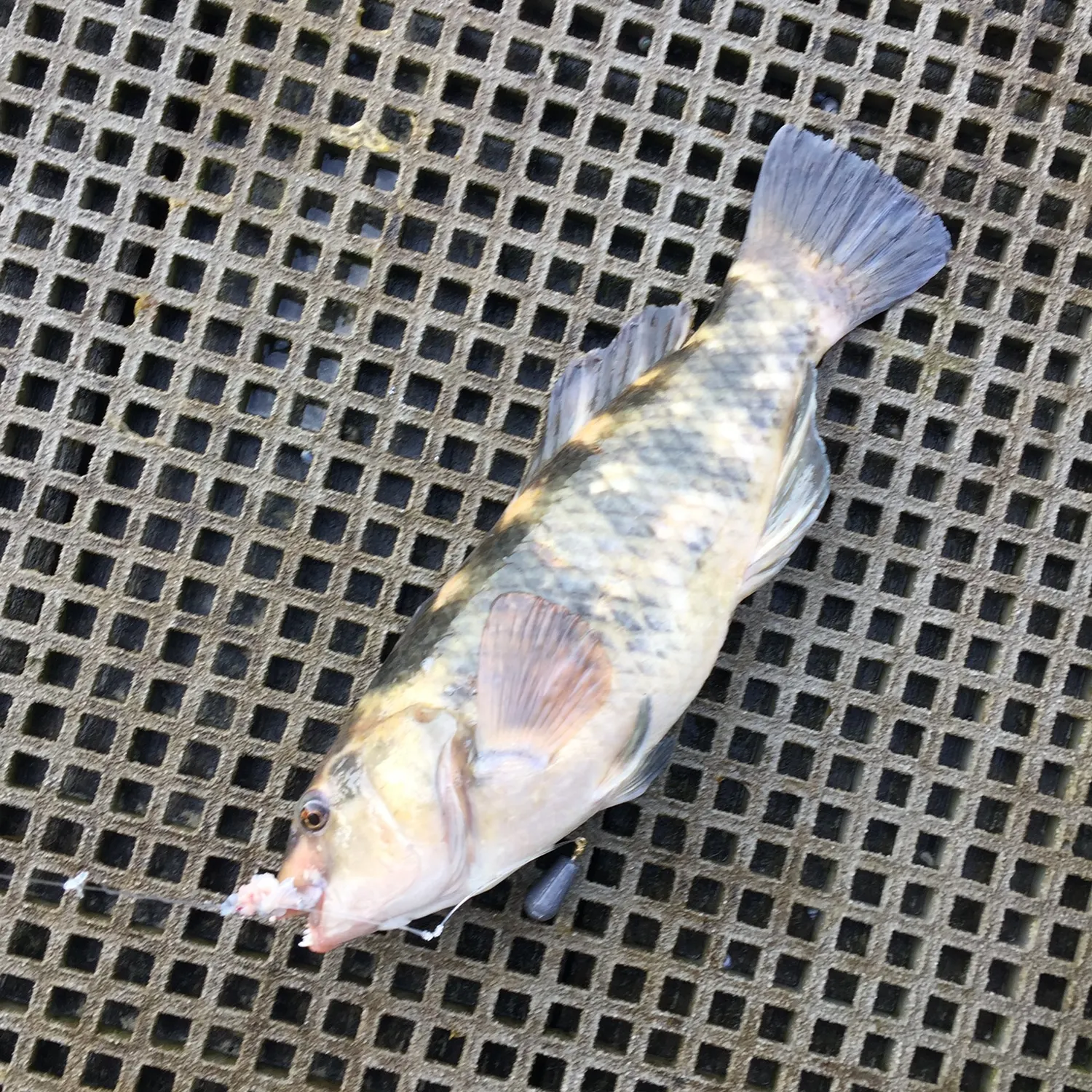 Cigar wrasse caught on Fishbrain