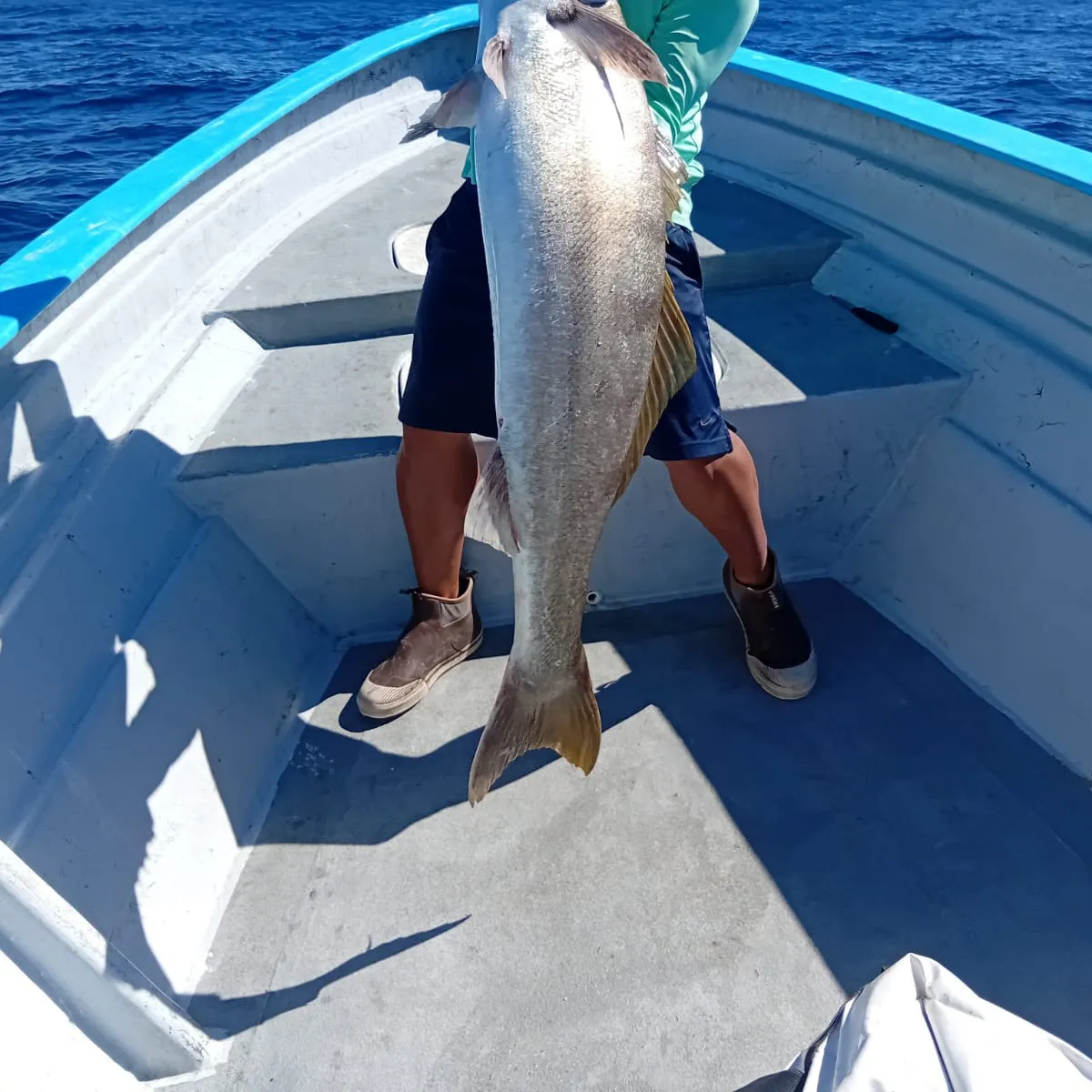 White seabass caught on Fishbrain
