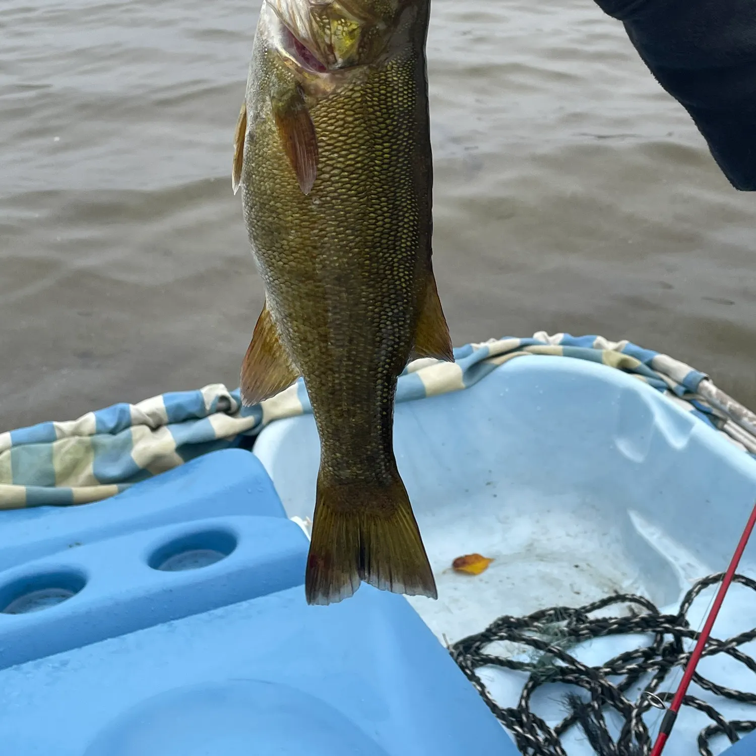 Smallmouth bass caught on Fishbrain