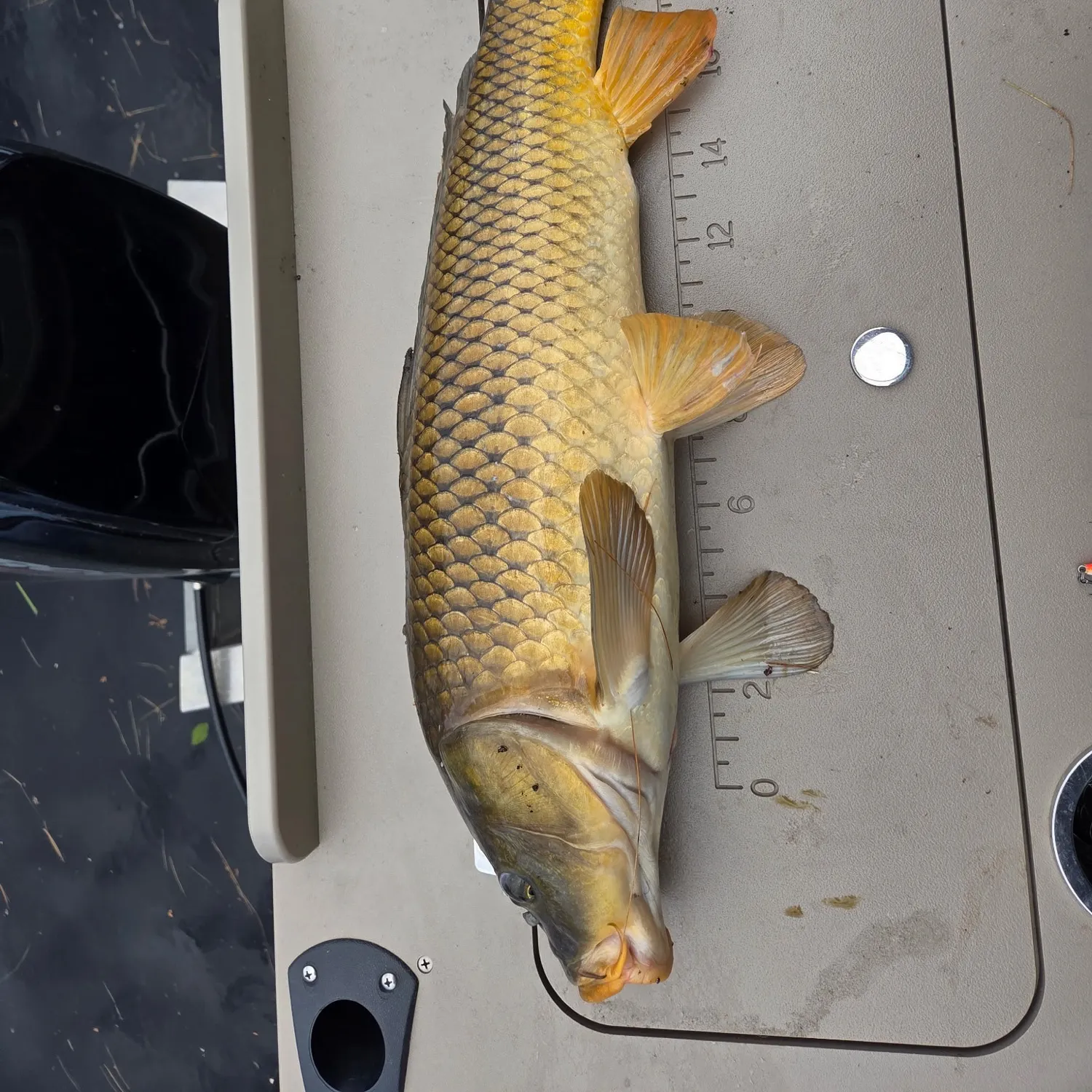 The most recent Common carp catches on Fishbrain