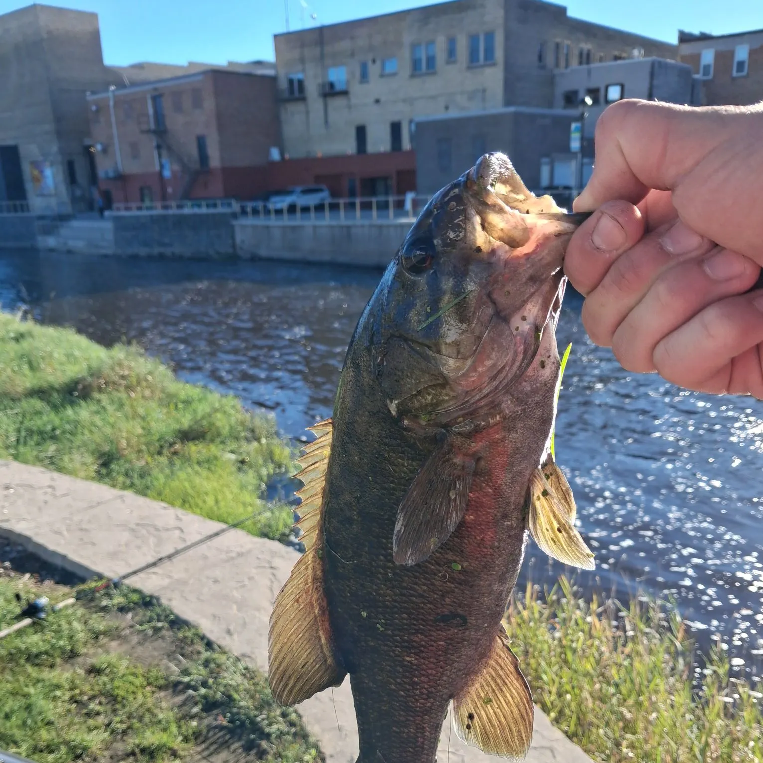 Fish caught on Fishbrain