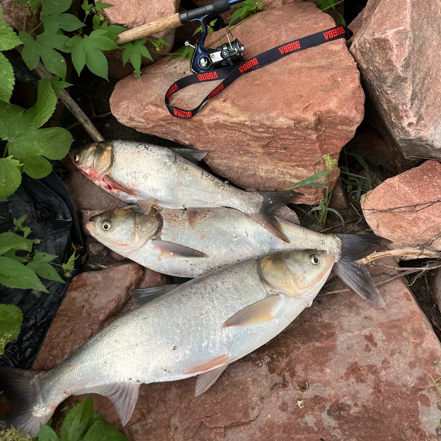 The most recent Silver carp catches on Fishbrain