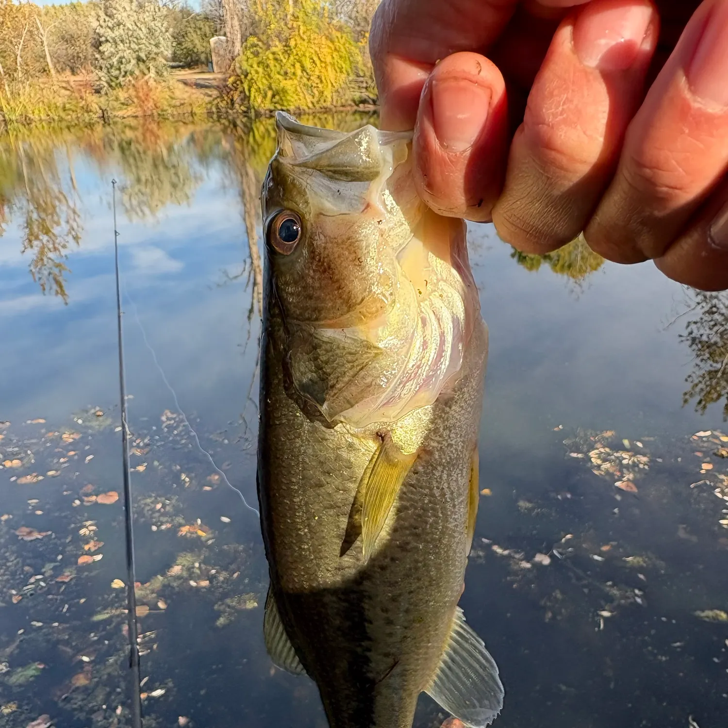 Largemouth bass caught on Fishbrain