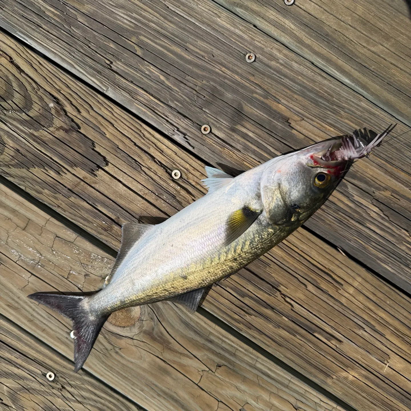 Bluefish caught on Fishbrain