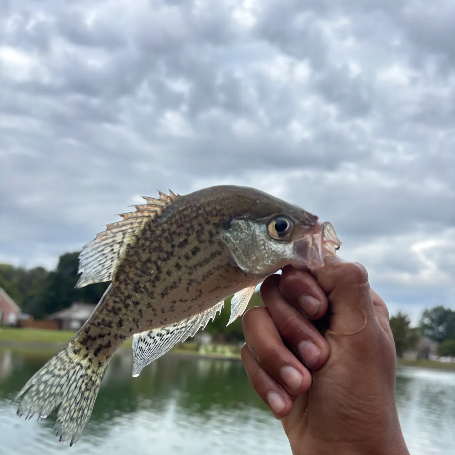 Black crappie caught on Fishbrain