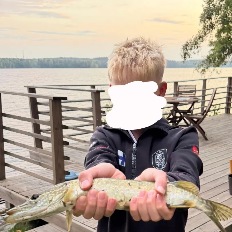 Northern pike caught on Fishbrain