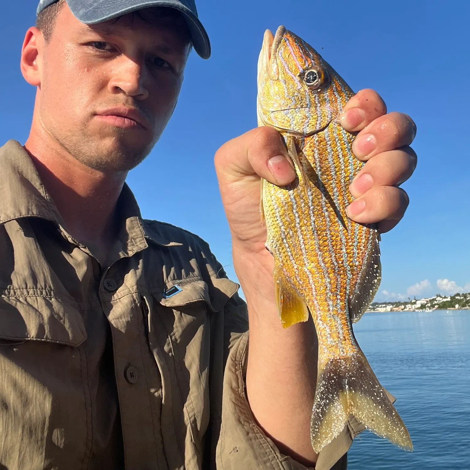 French grunt caught on Fishbrain