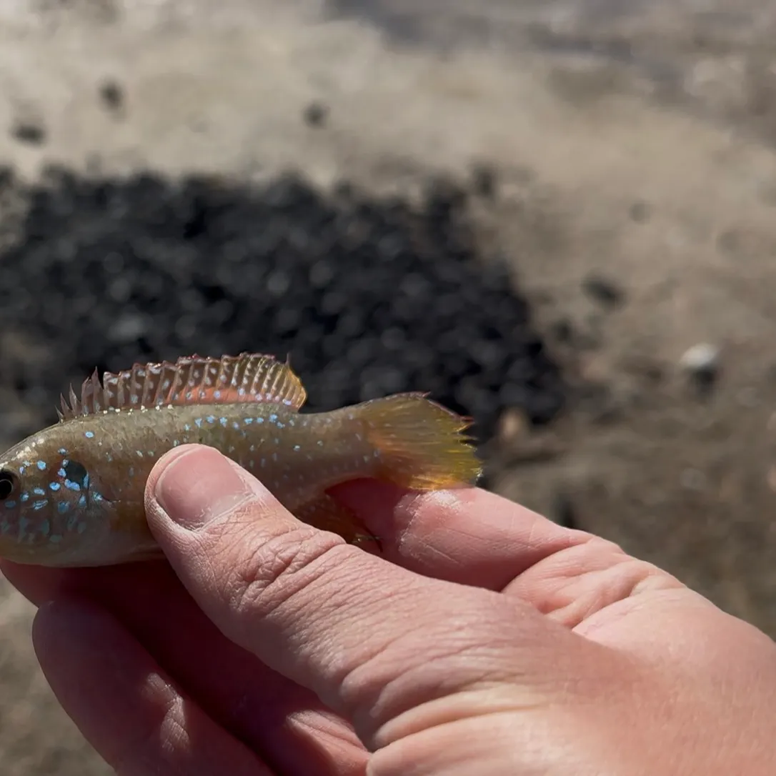 The most recent Jack Dempsey cichlid catches on Fishbrain