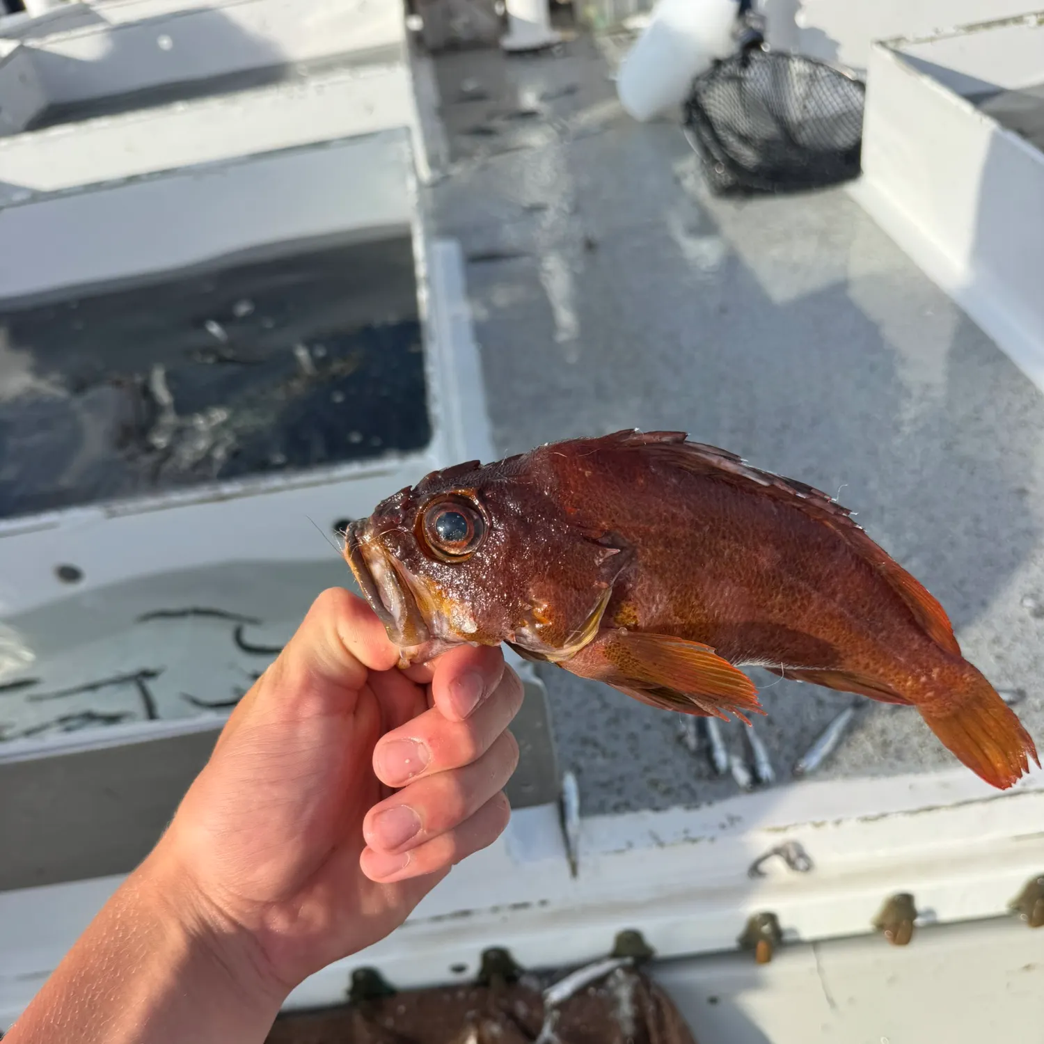 catch