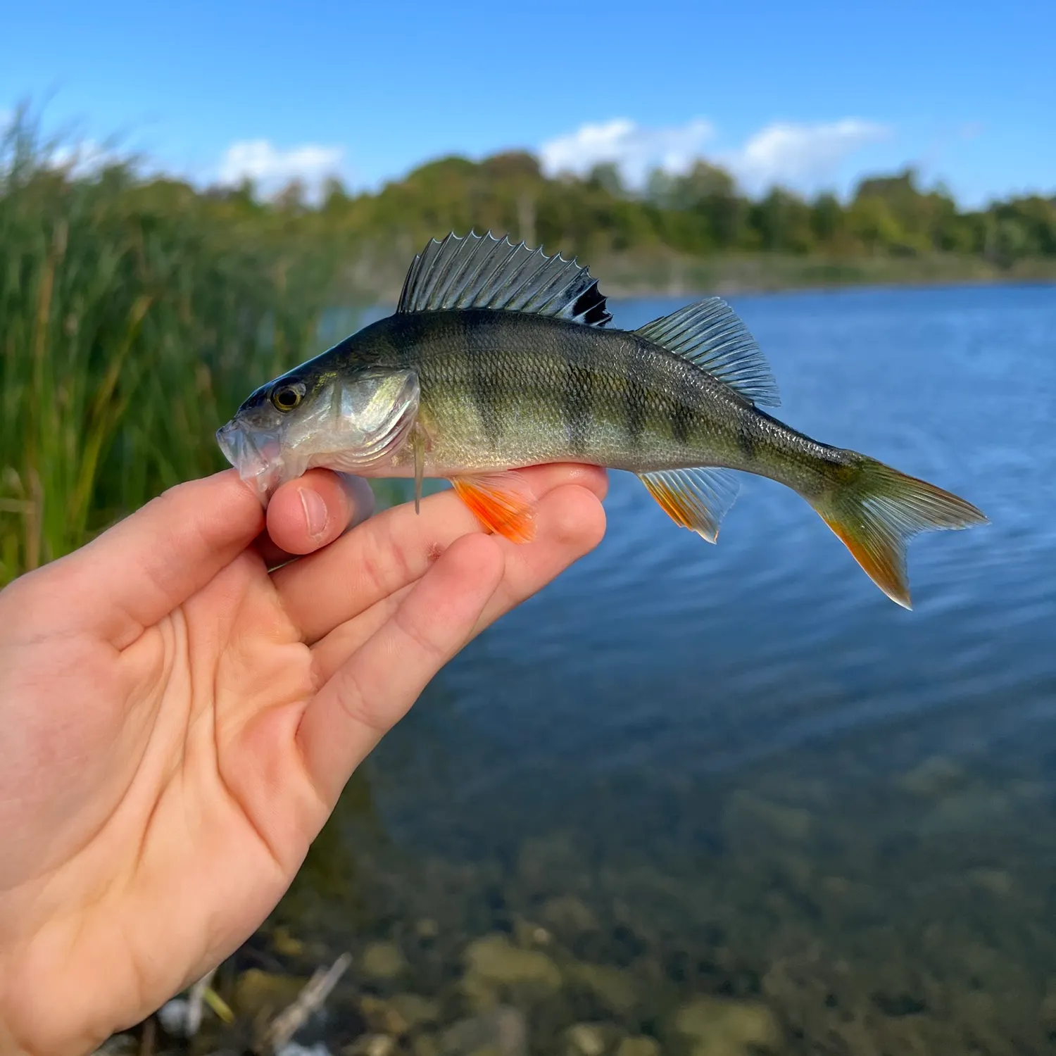 European perch caught on Fishbrain
