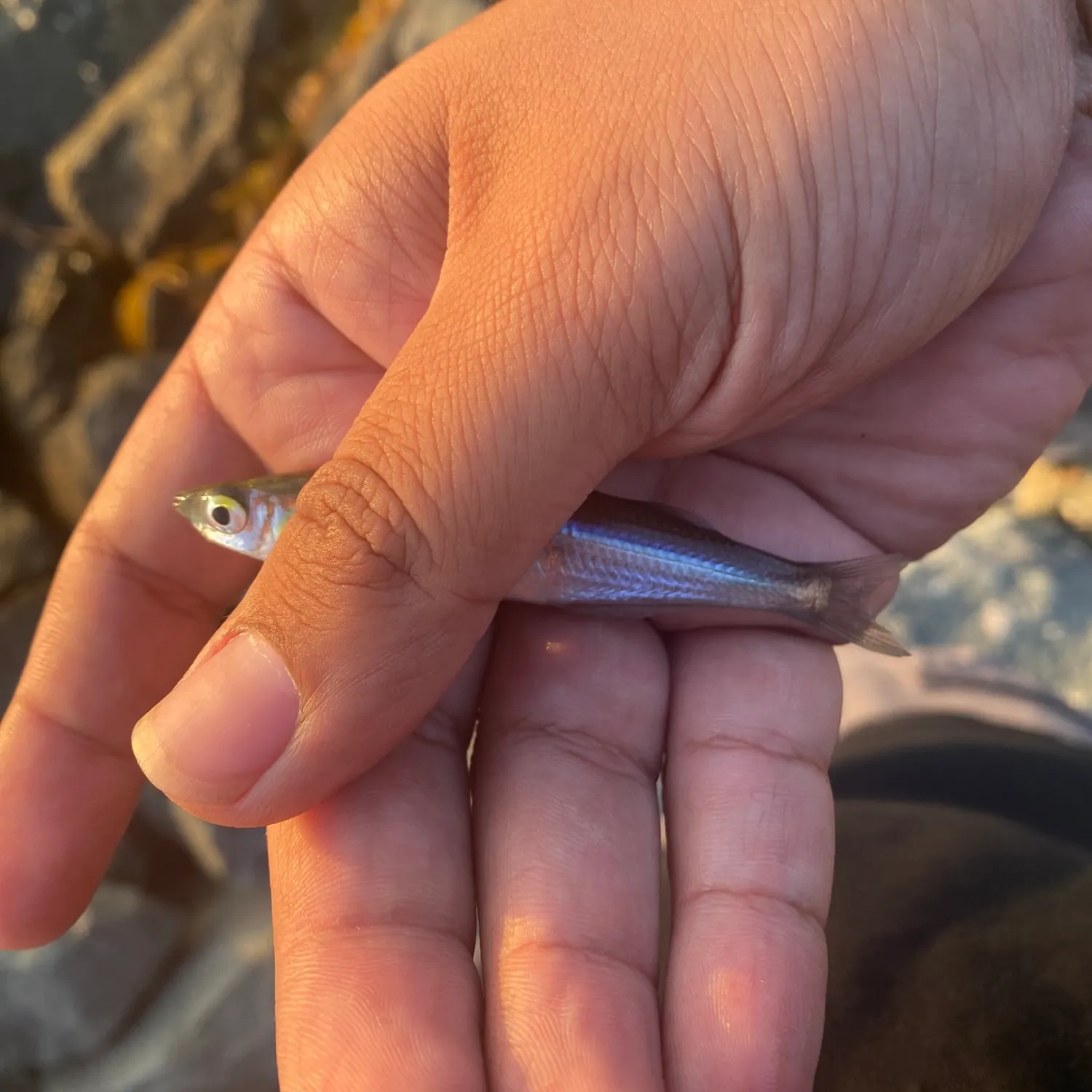 The most recent Topsmelt silverside catches on Fishbrain