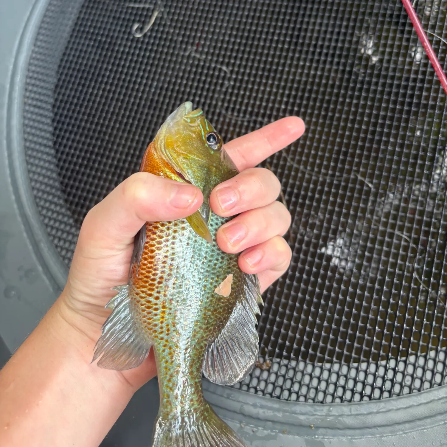 Redbreast sunfish caught on Fishbrain