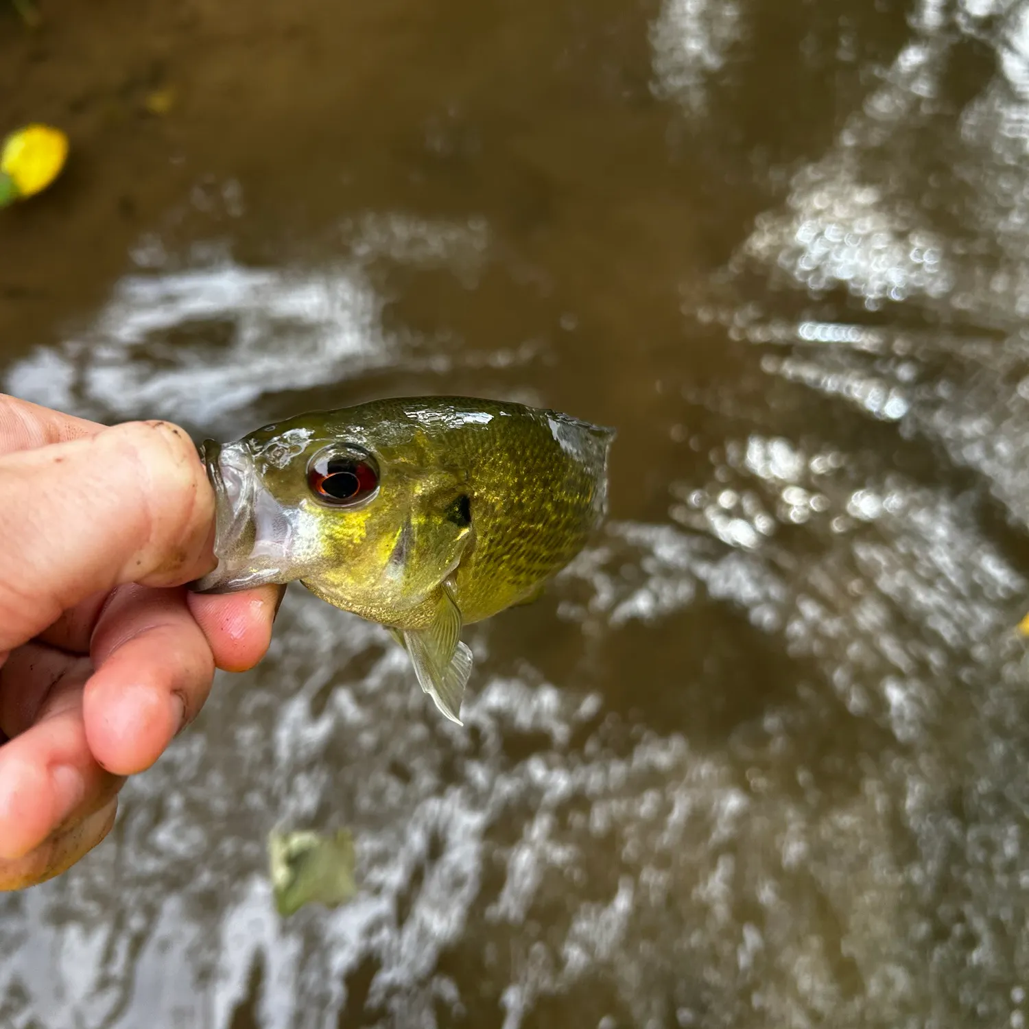 Rock bass caught on Fishbrain