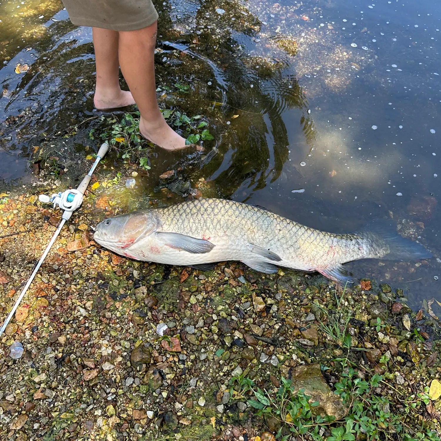 The most recent Grass carp catches on Fishbrain